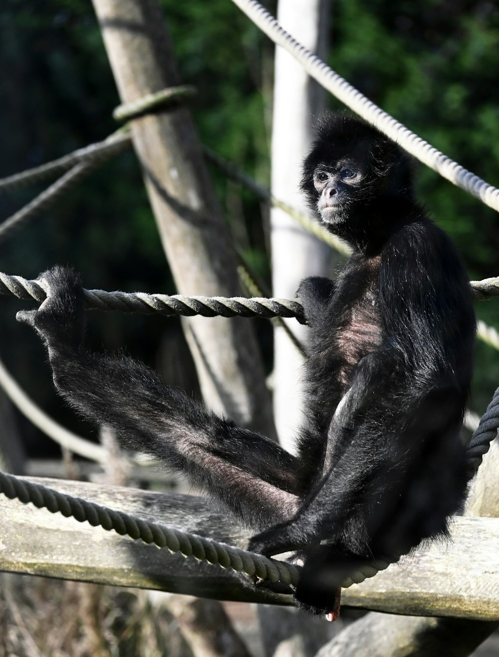 a monkey sitting on a rope in a zoo