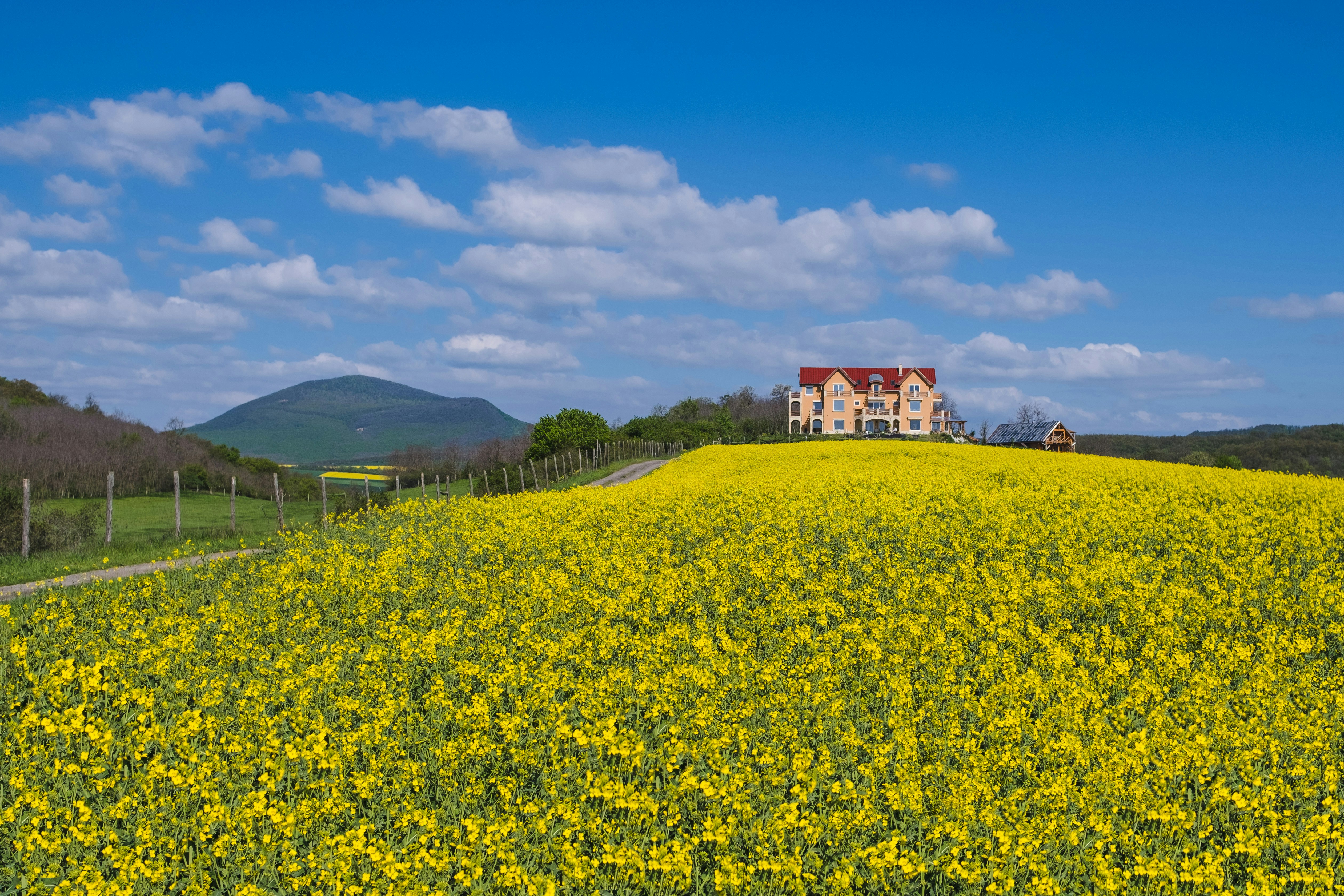 a large field of yellow flowers with a house in the background
