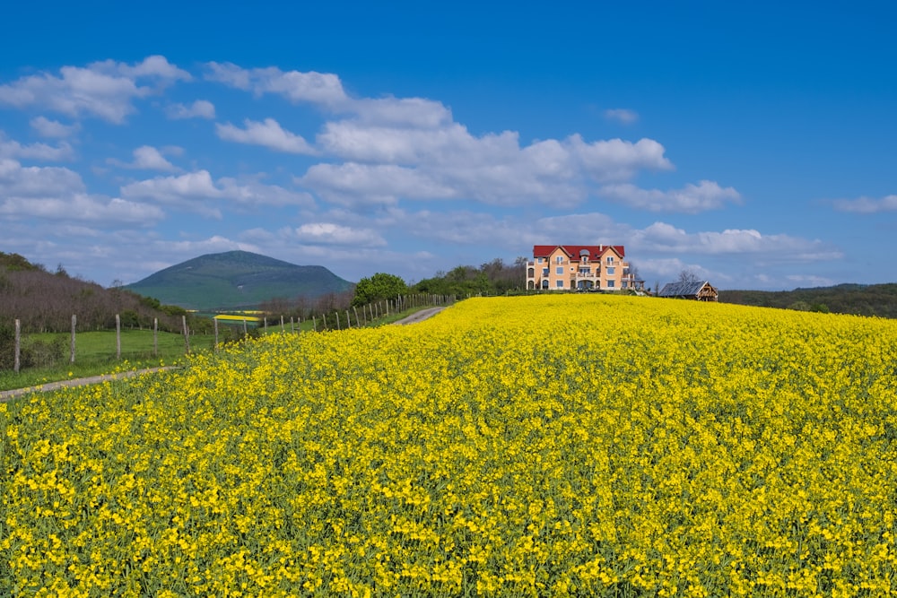 a large field of yellow flowers with a house in the background