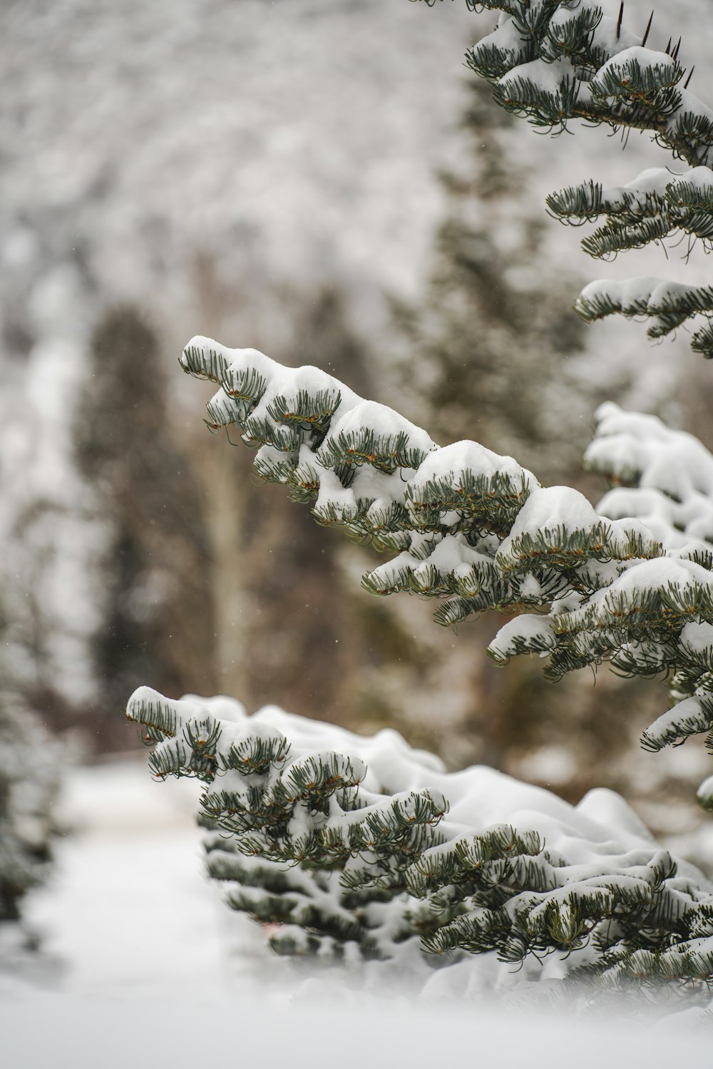 a pine tree covered in snow in a forest