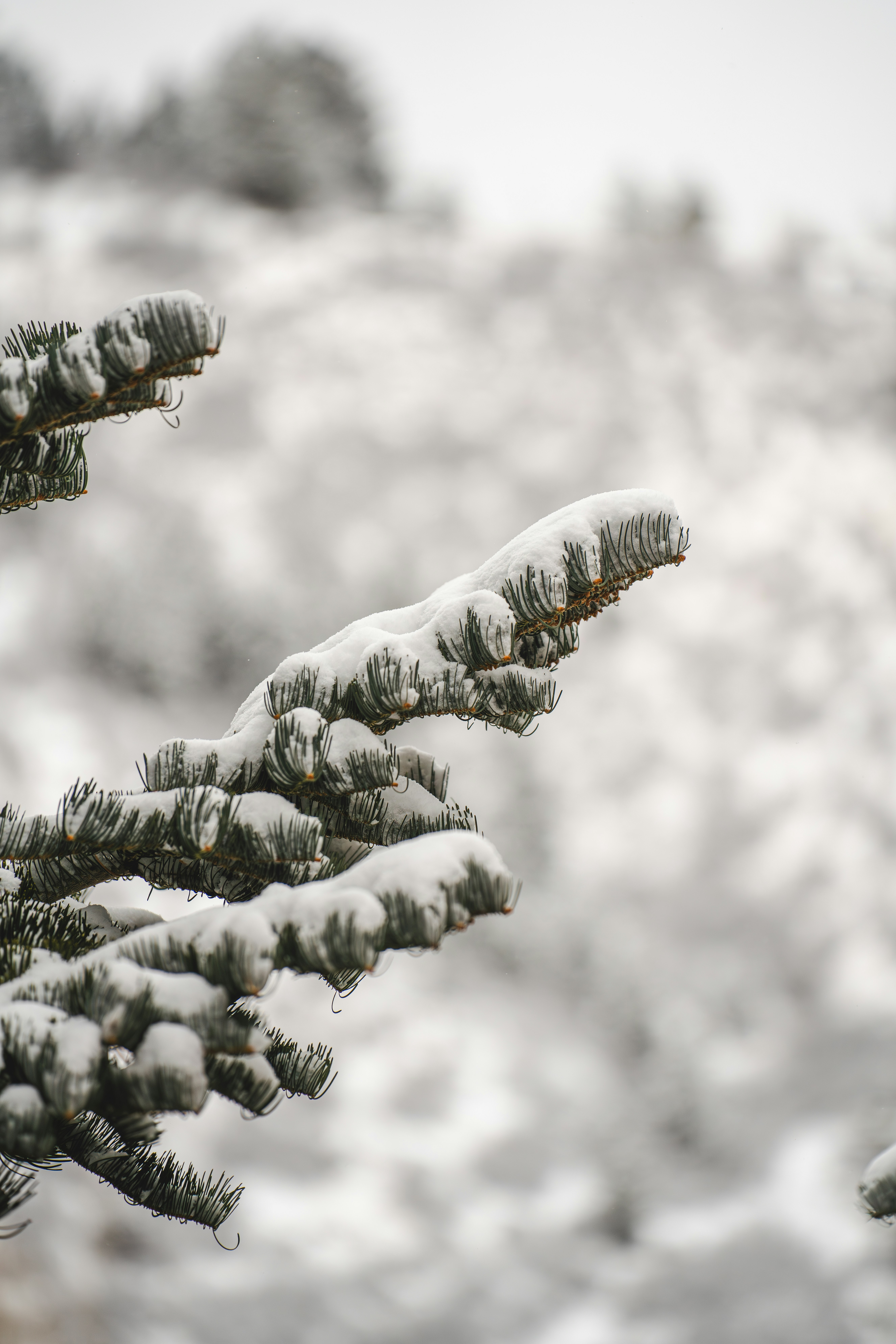 雪に覆われた松の枝