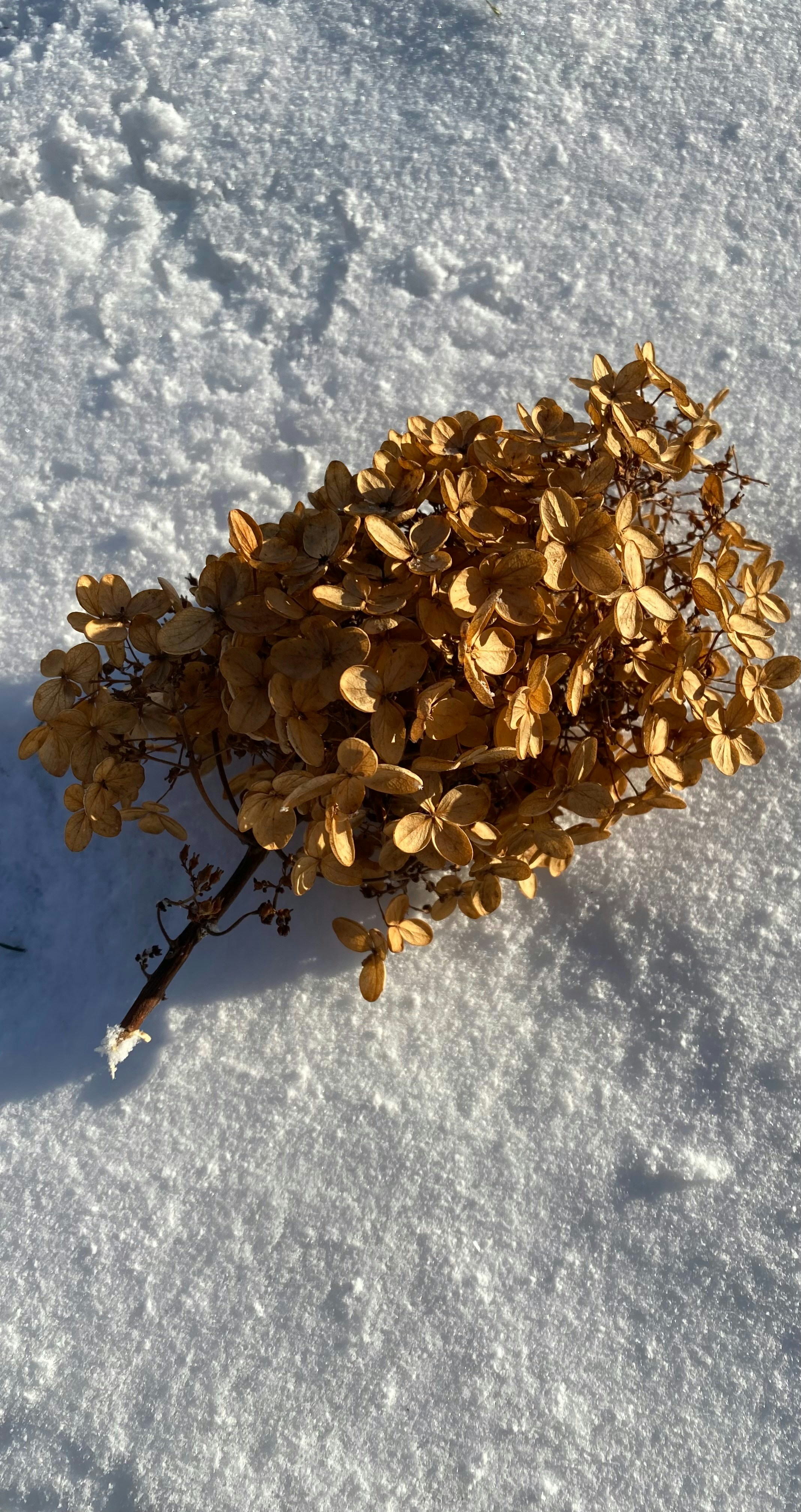 a small bush of leaves in the snow