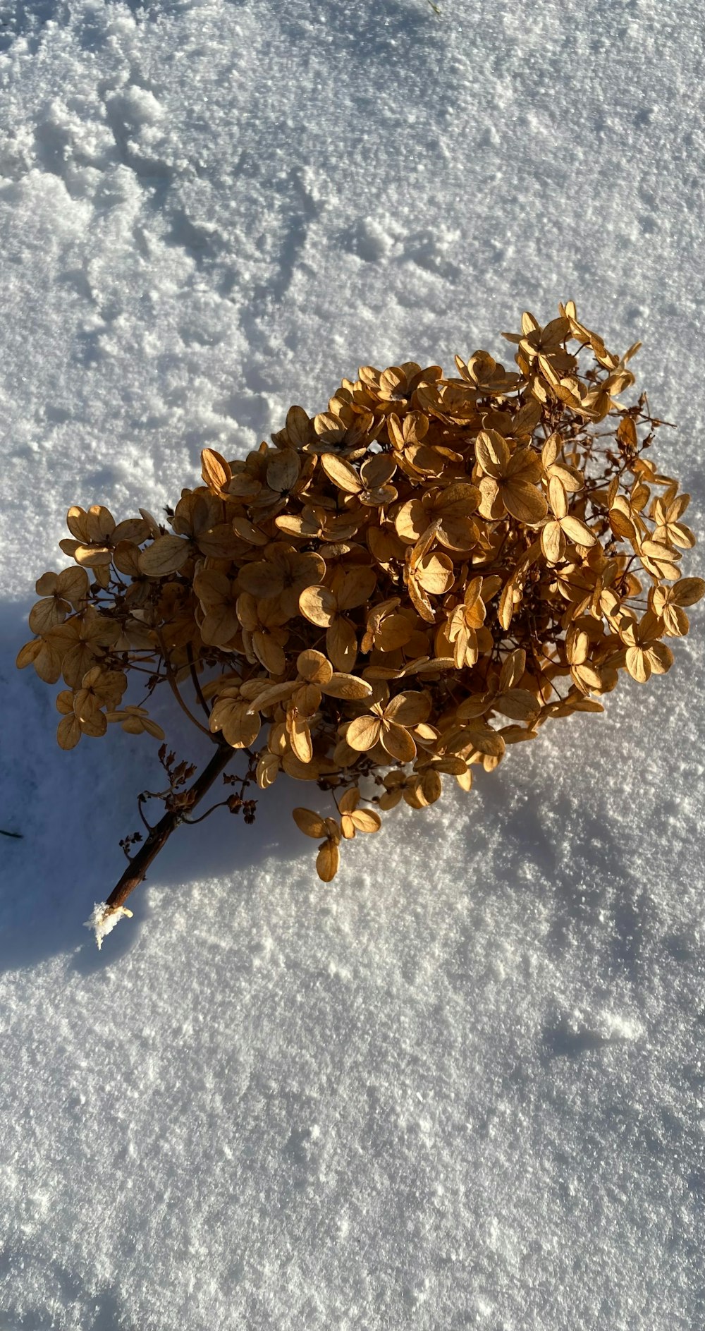 a small bush of leaves in the snow