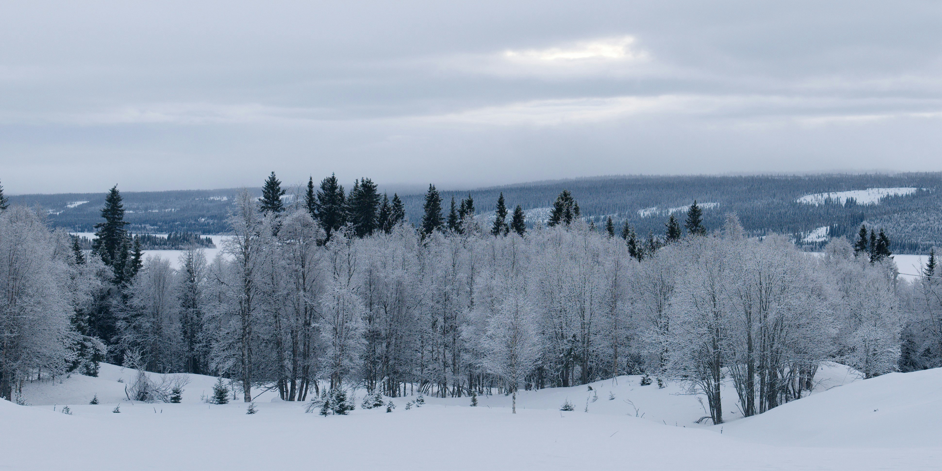 a snowy landscape with trees and mountains in the background