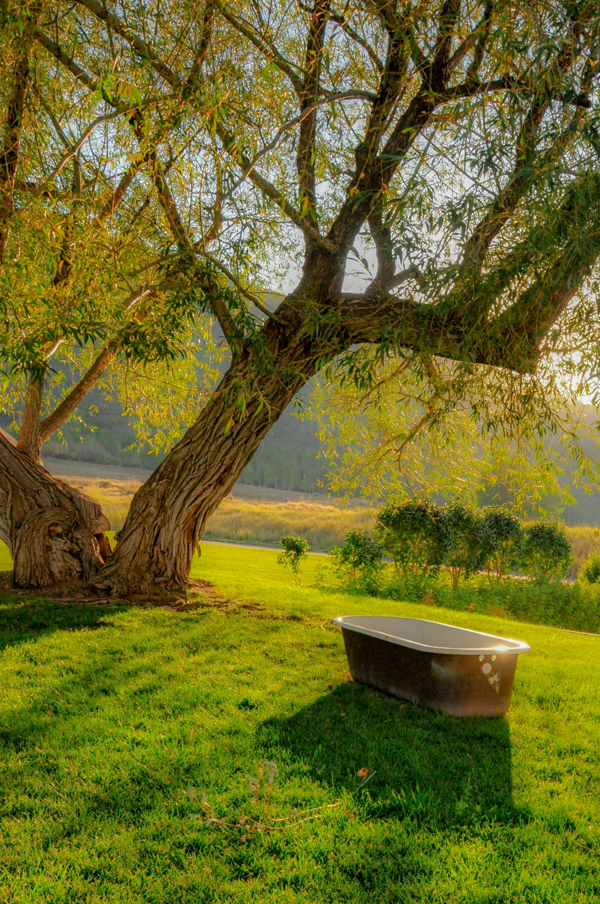 a bathtub sitting under a tree in a field