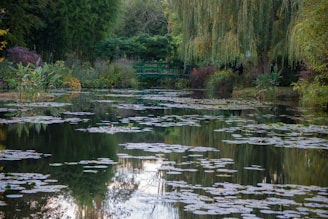 a pond with lily pads and a bridge in the background