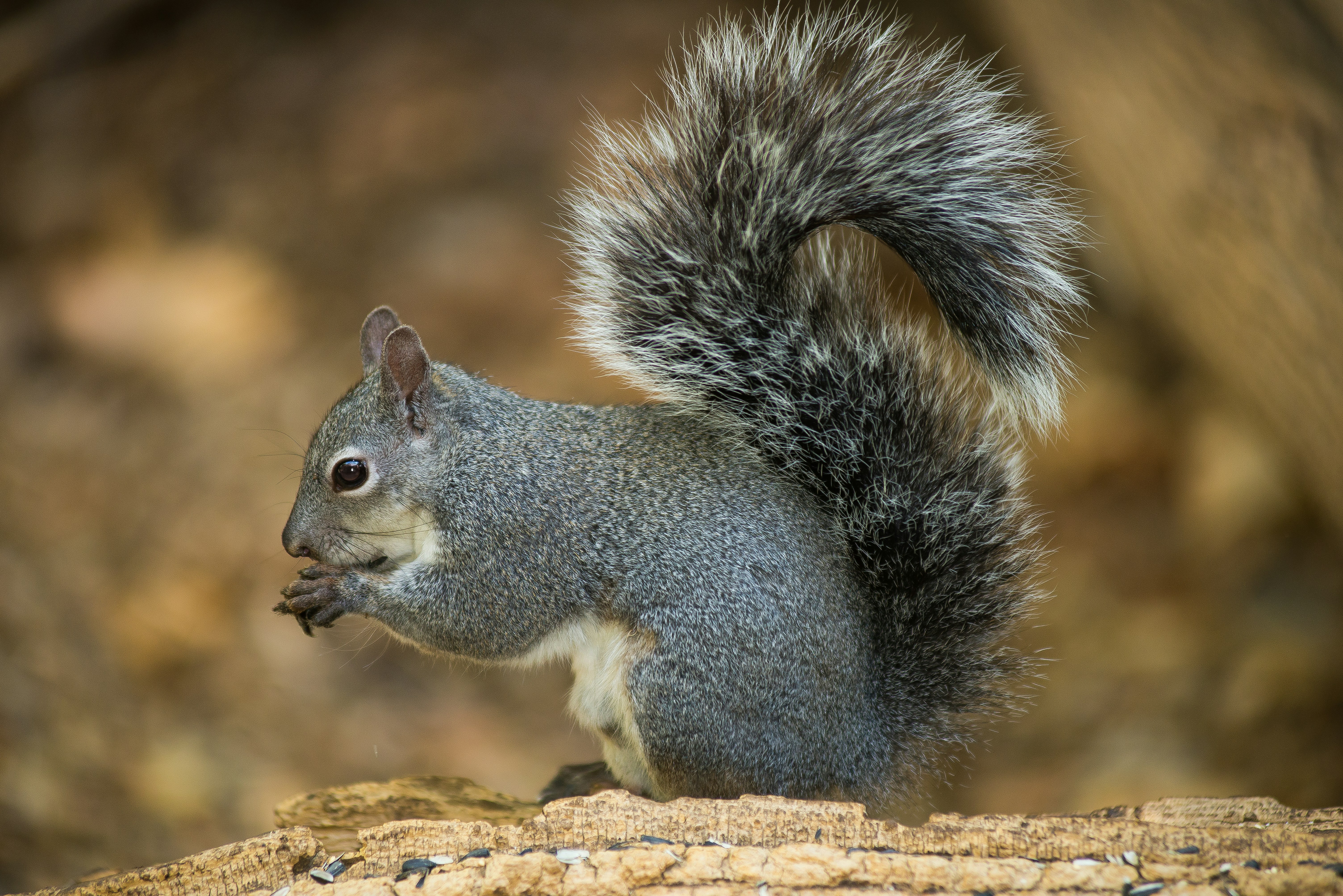 a squirrel is standing on top of a log