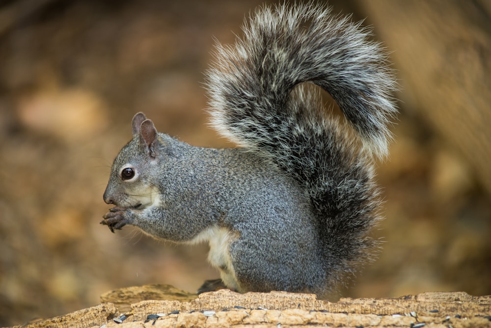 a squirrel is standing on top of a log