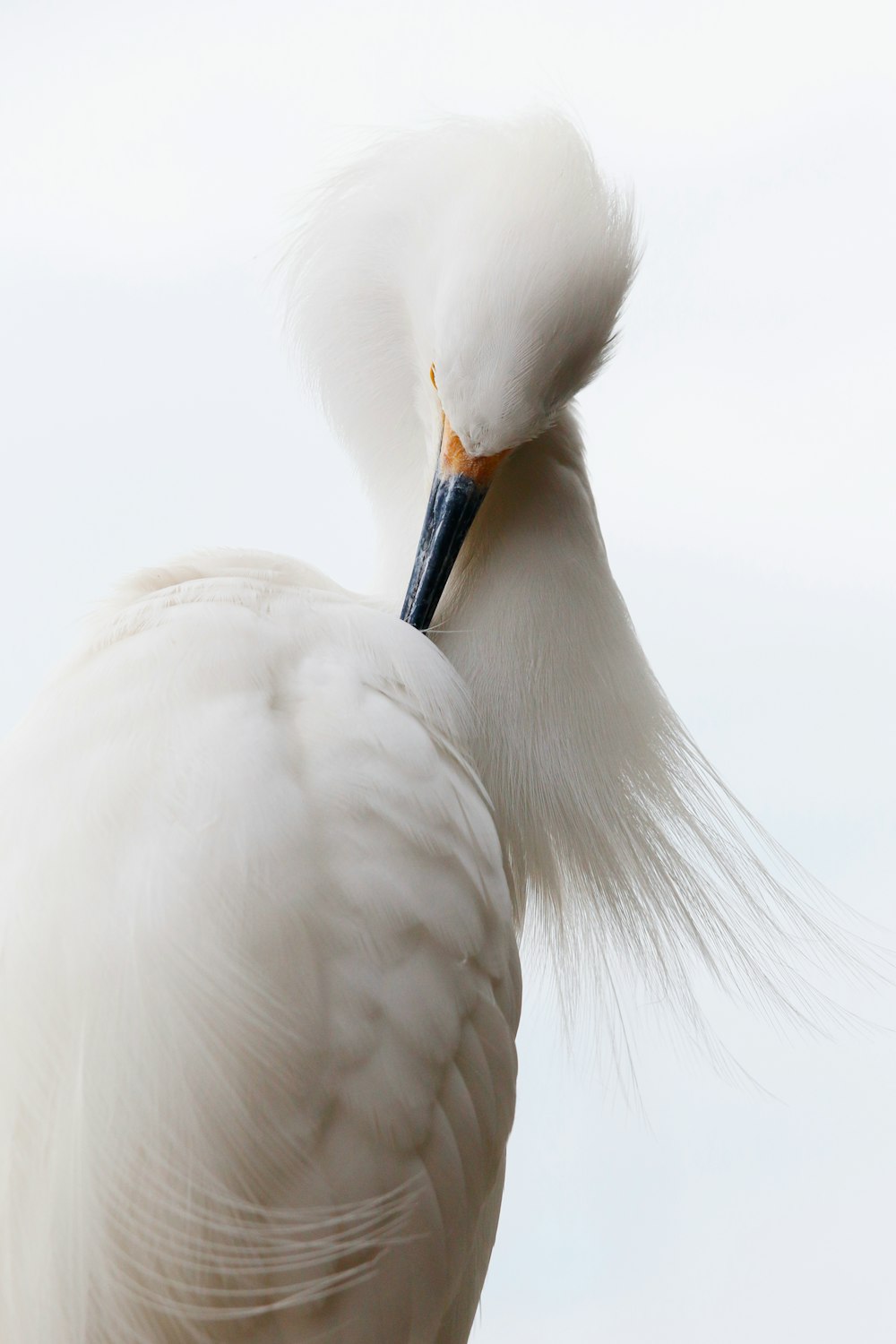 a close up of a white bird with long hair