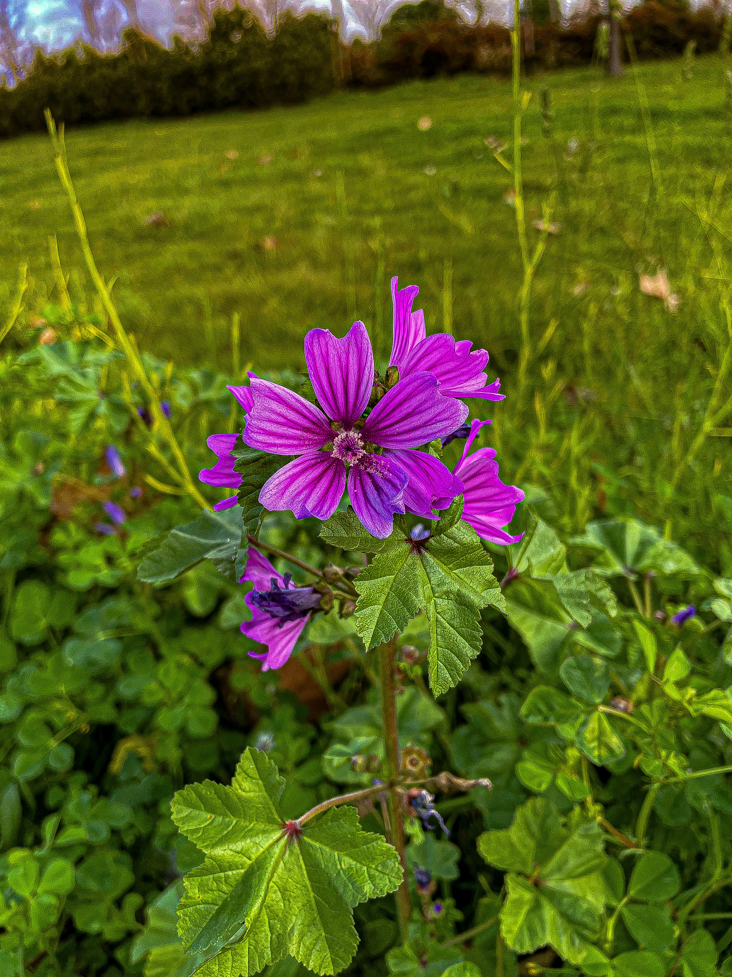 a purple flower in a field of green grass