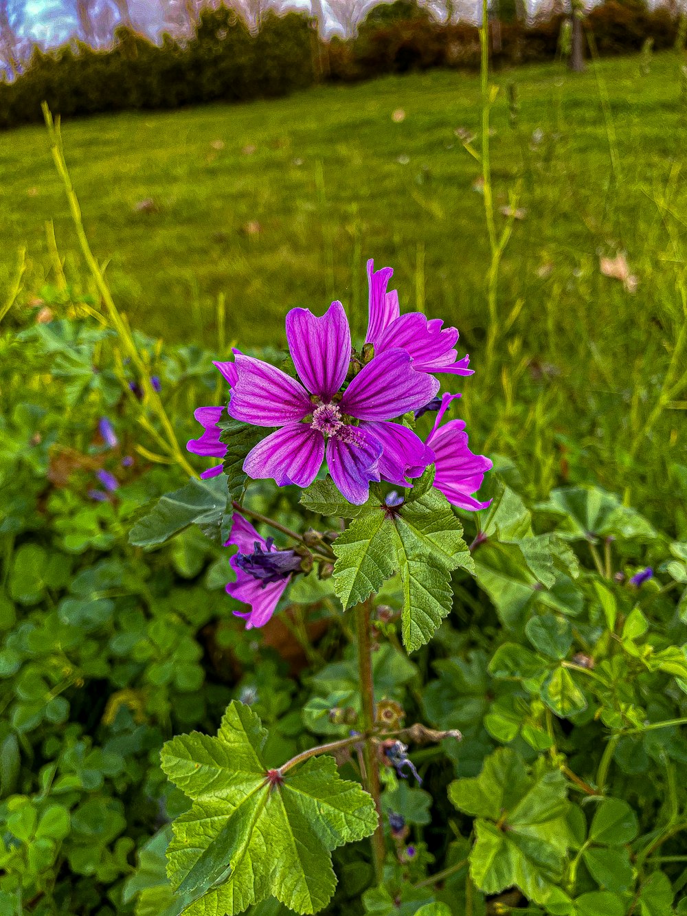 a purple flower in a field of green grass