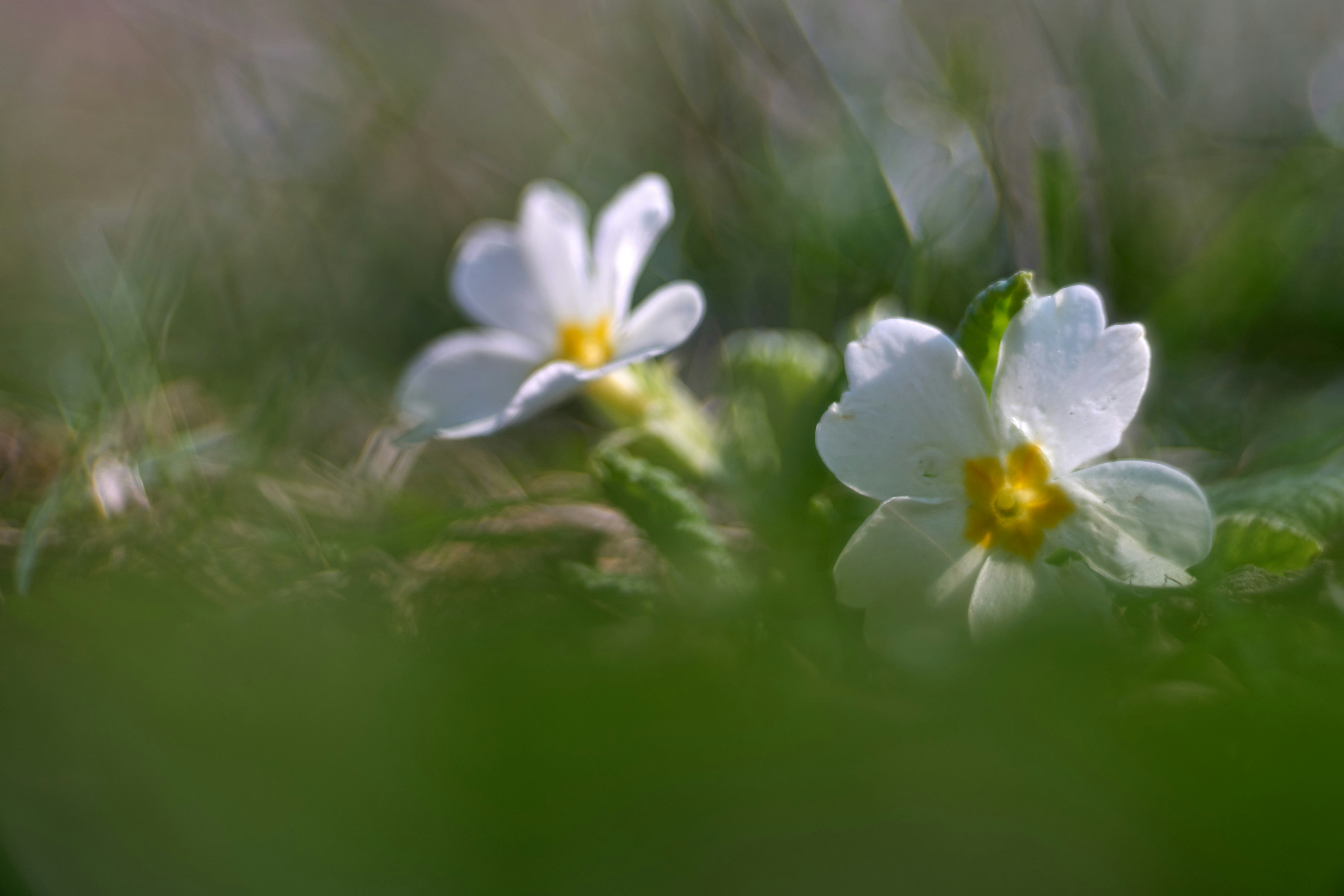 Photo by wolfgang_hasselmann