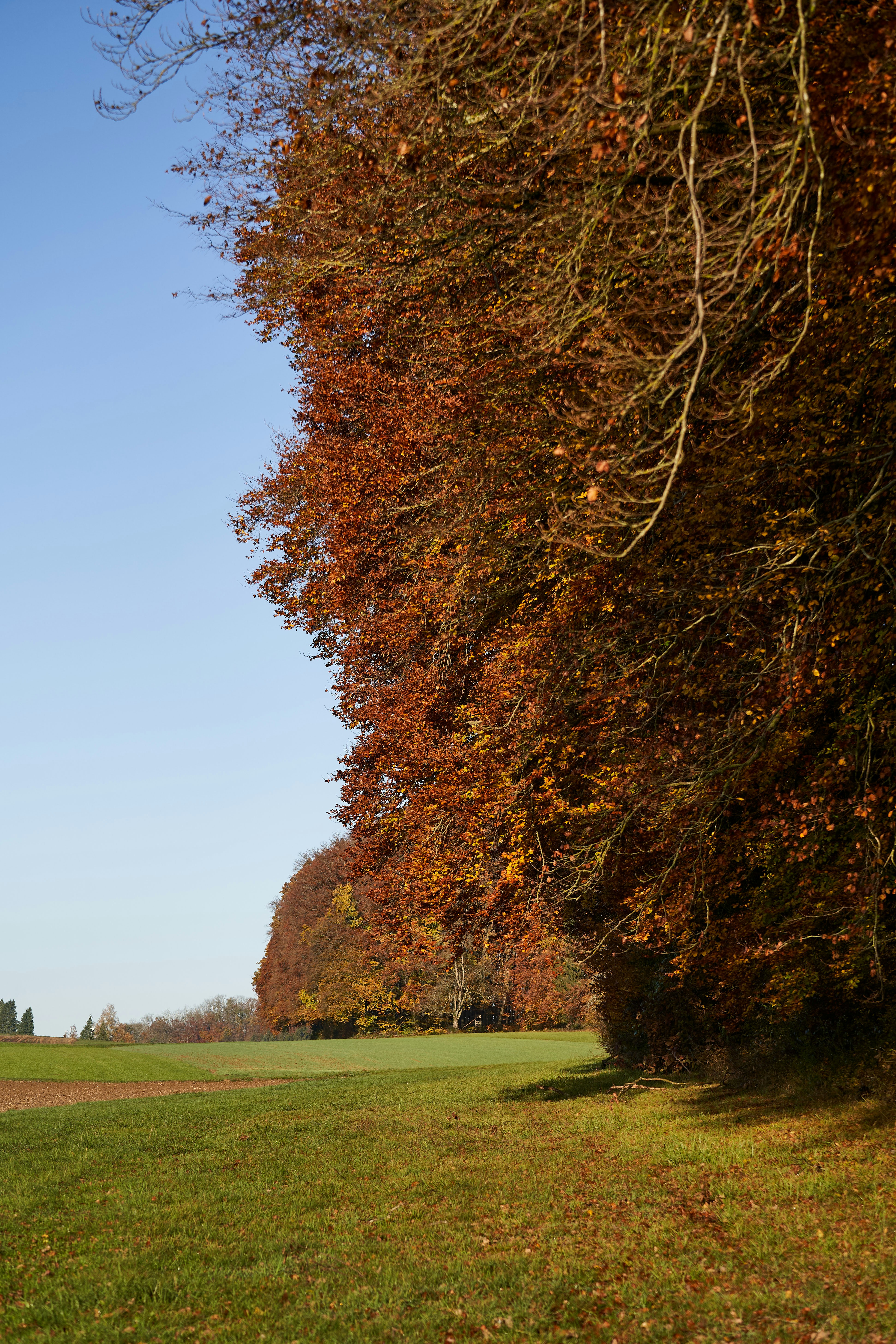 Photo by wolfgang_hasselmann