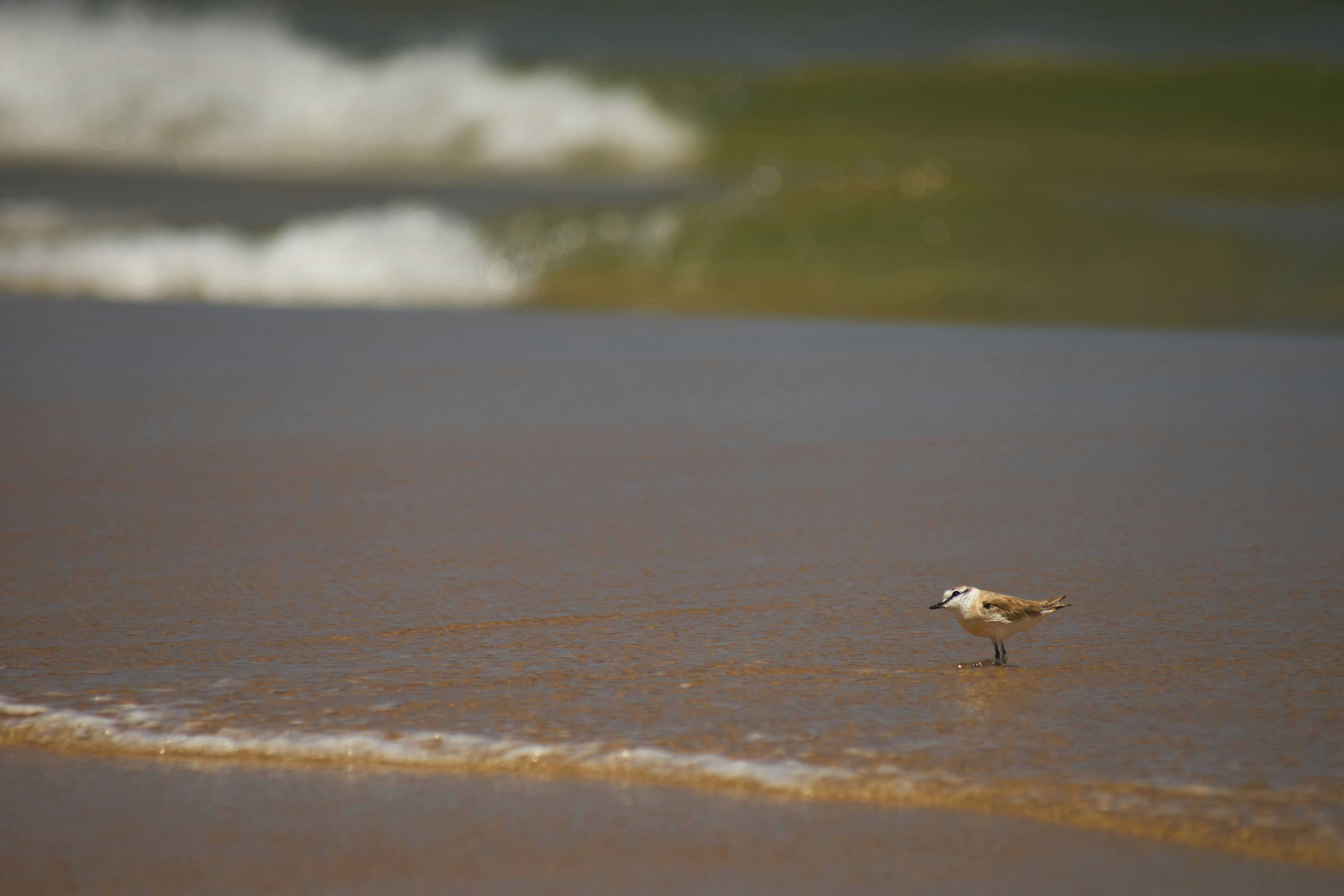 Photo by wolfgang_hasselmann