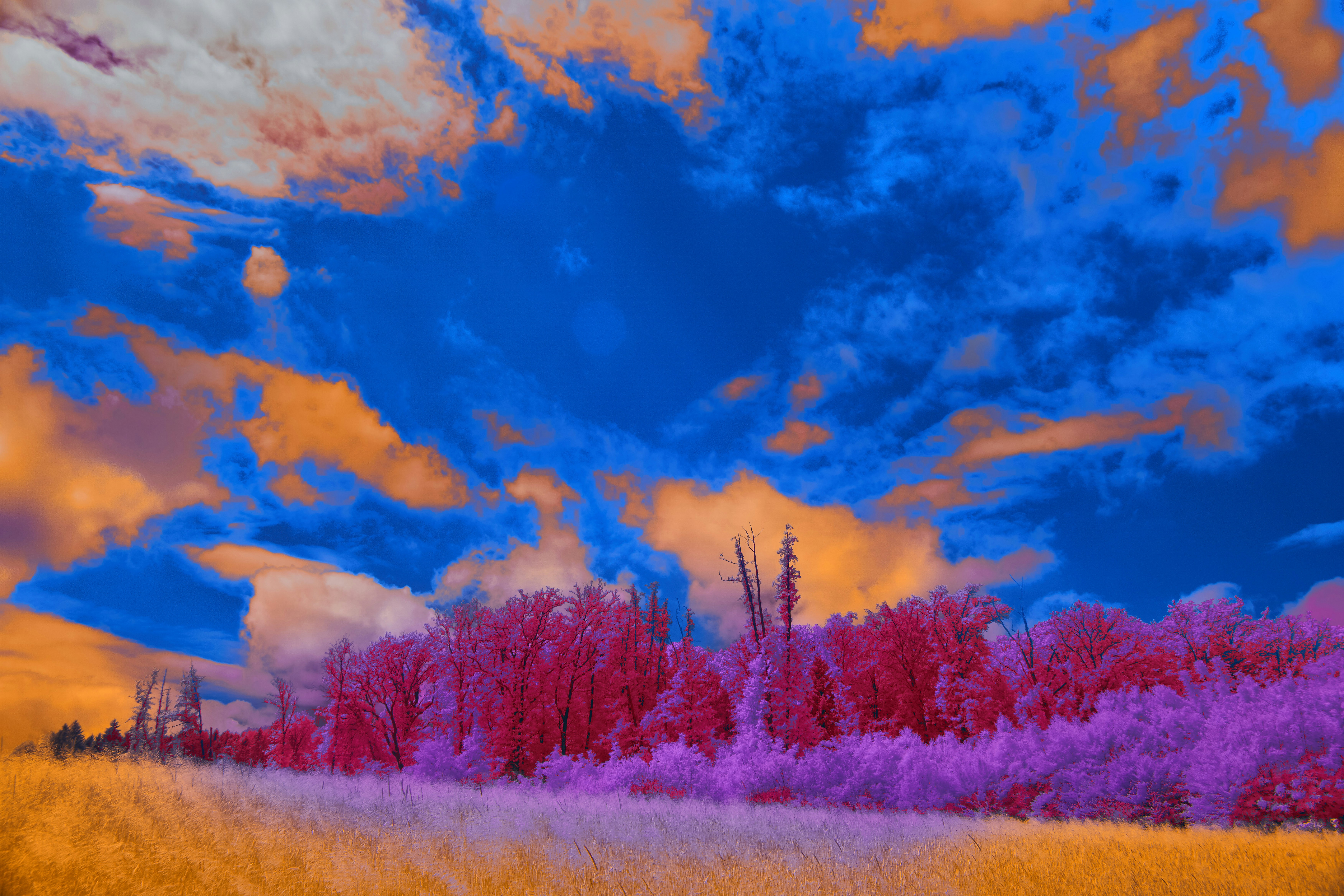 Photo by wolfgang_hasselmann