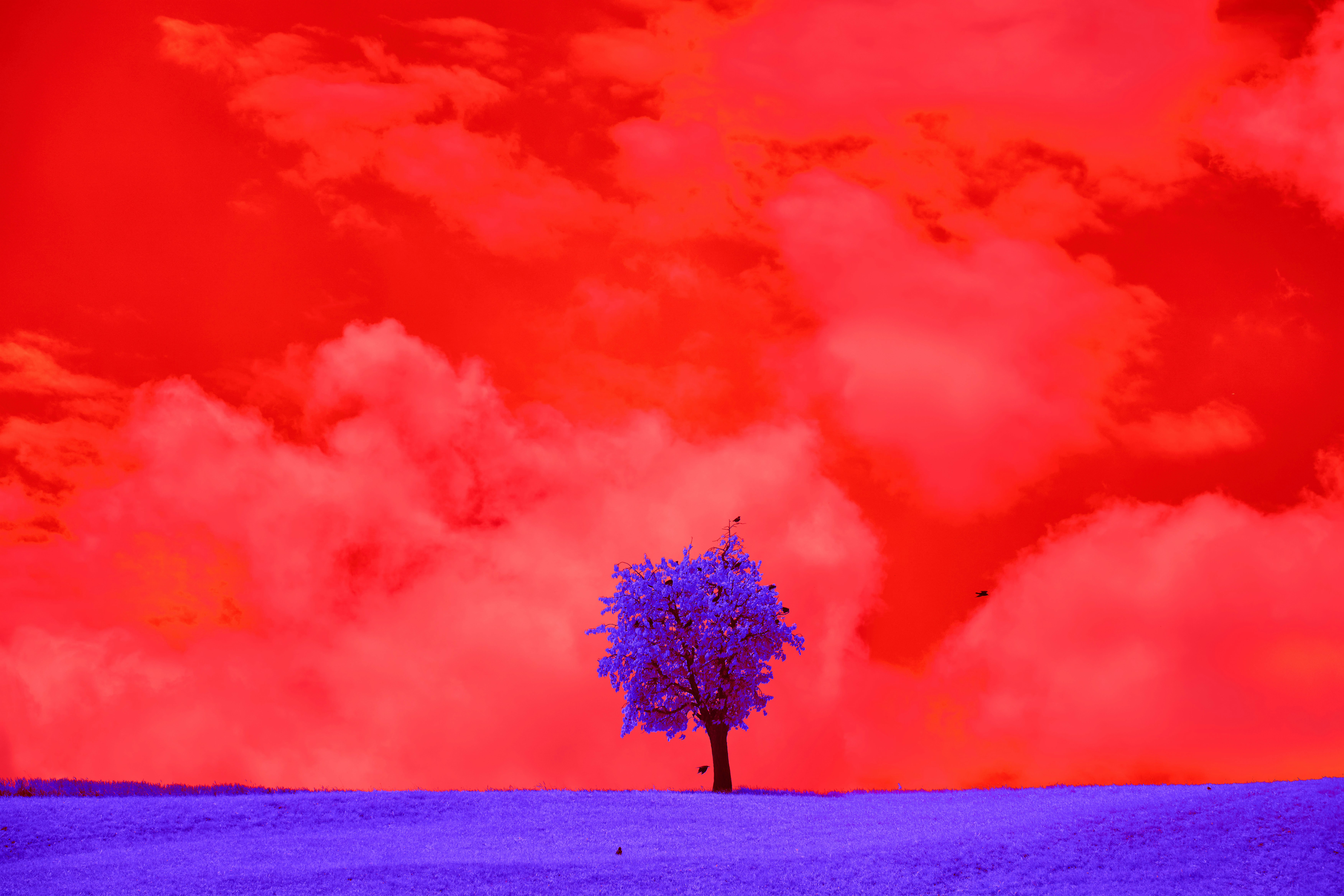 Photo by wolfgang_hasselmann