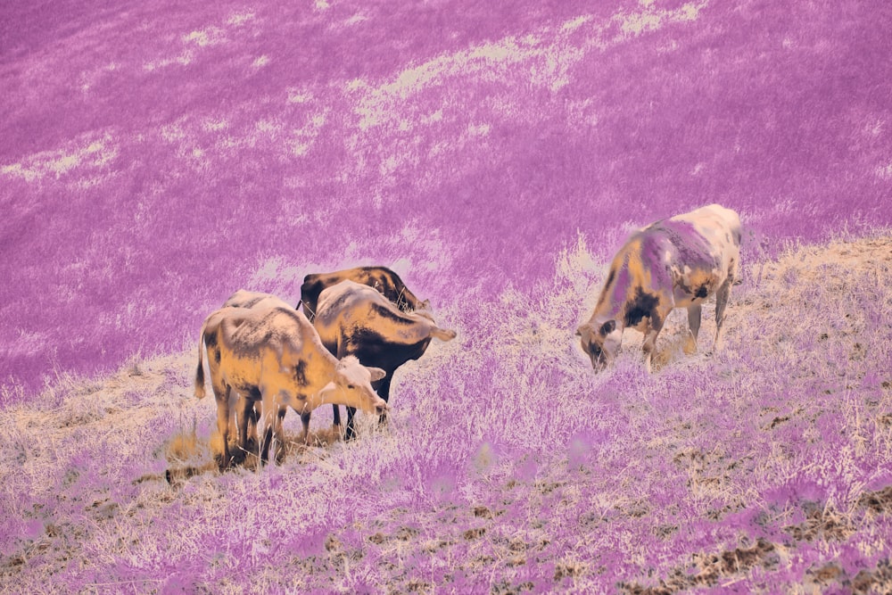 a herd of cattle grazing on a lush purple hillside