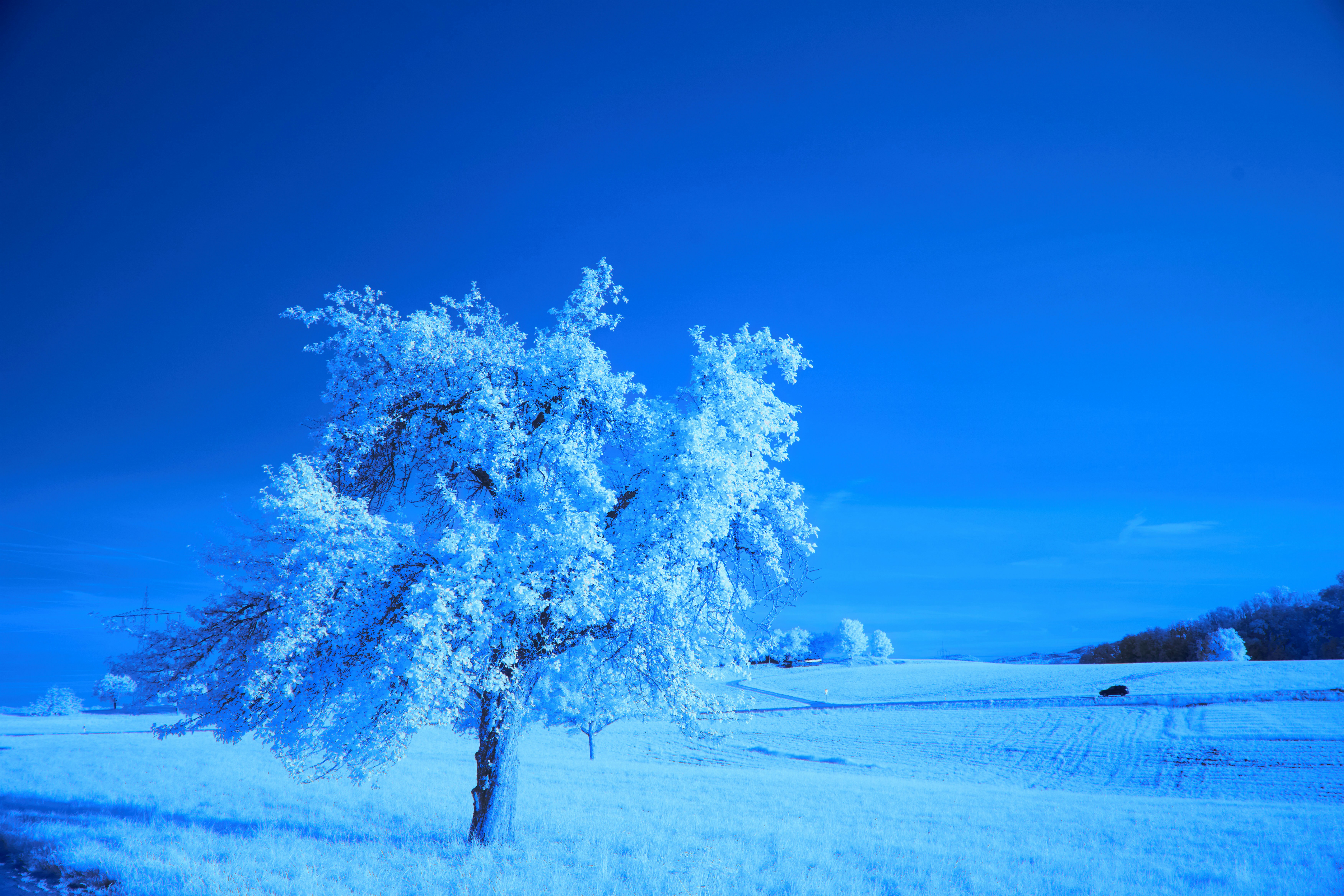 Photo by wolfgang_hasselmann