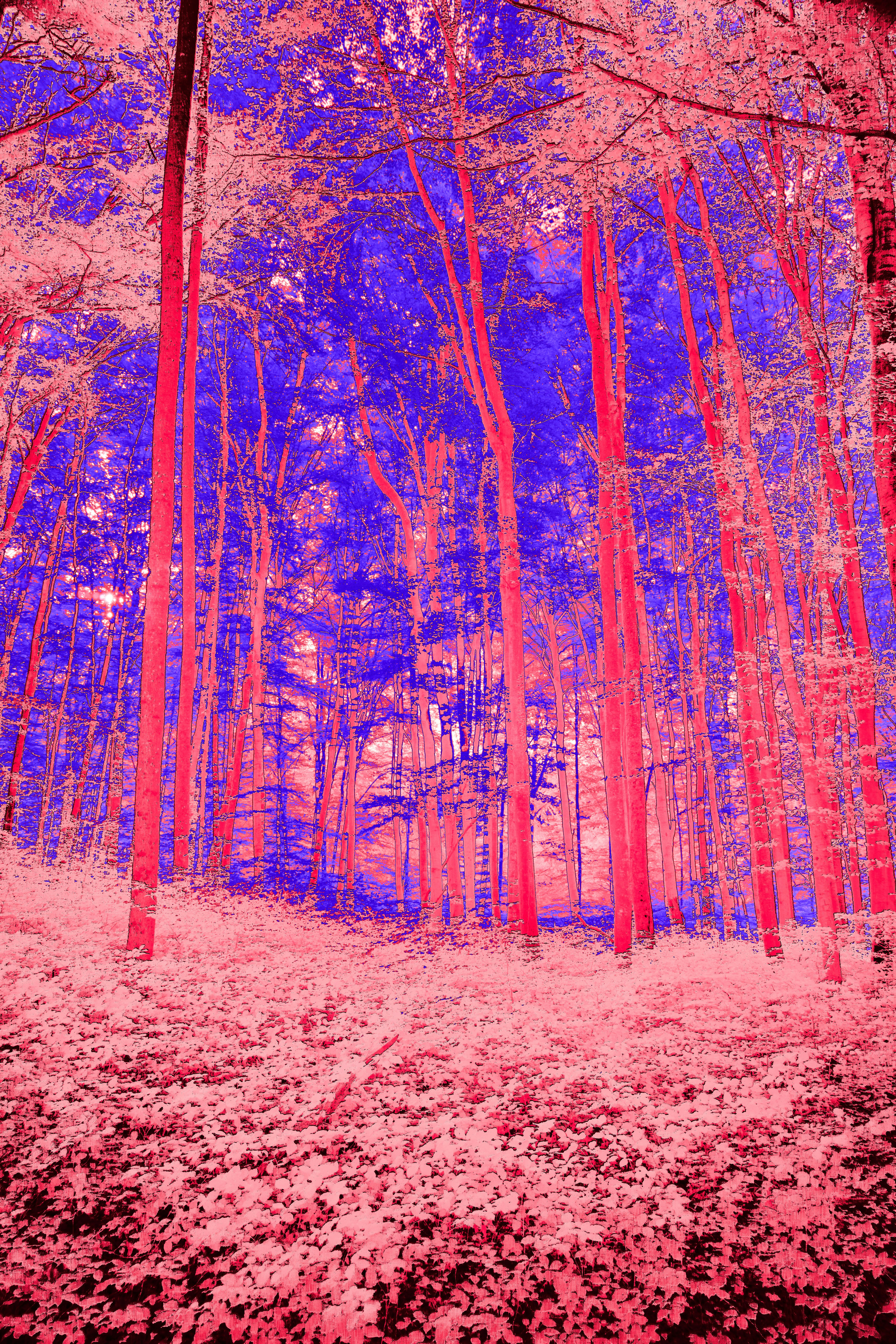 Photo by wolfgang_hasselmann