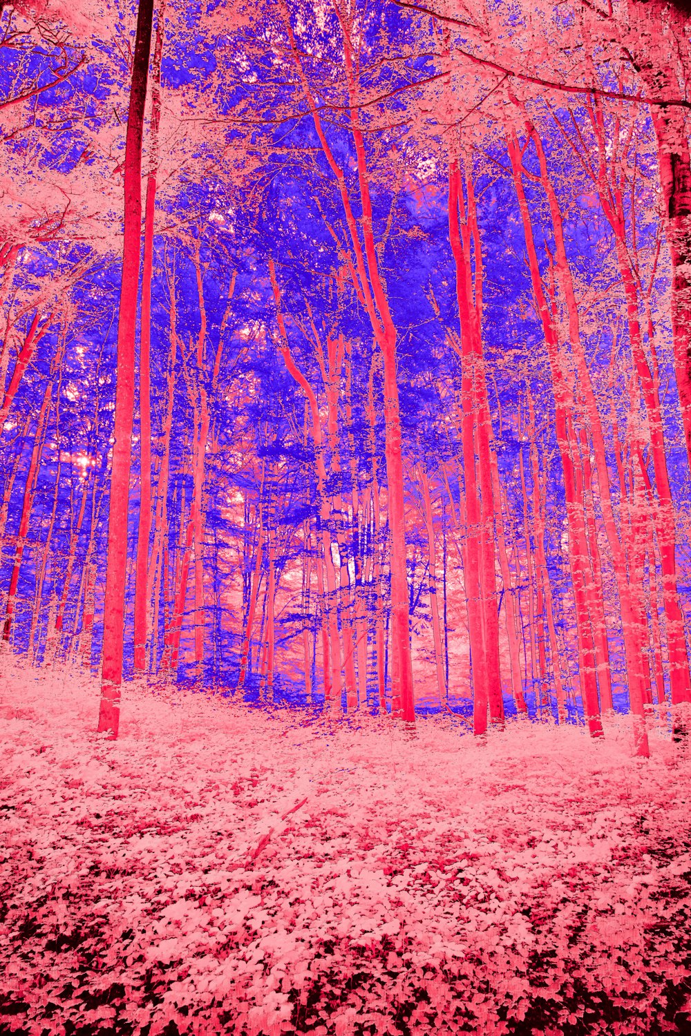 a red and blue infrared image of a forest