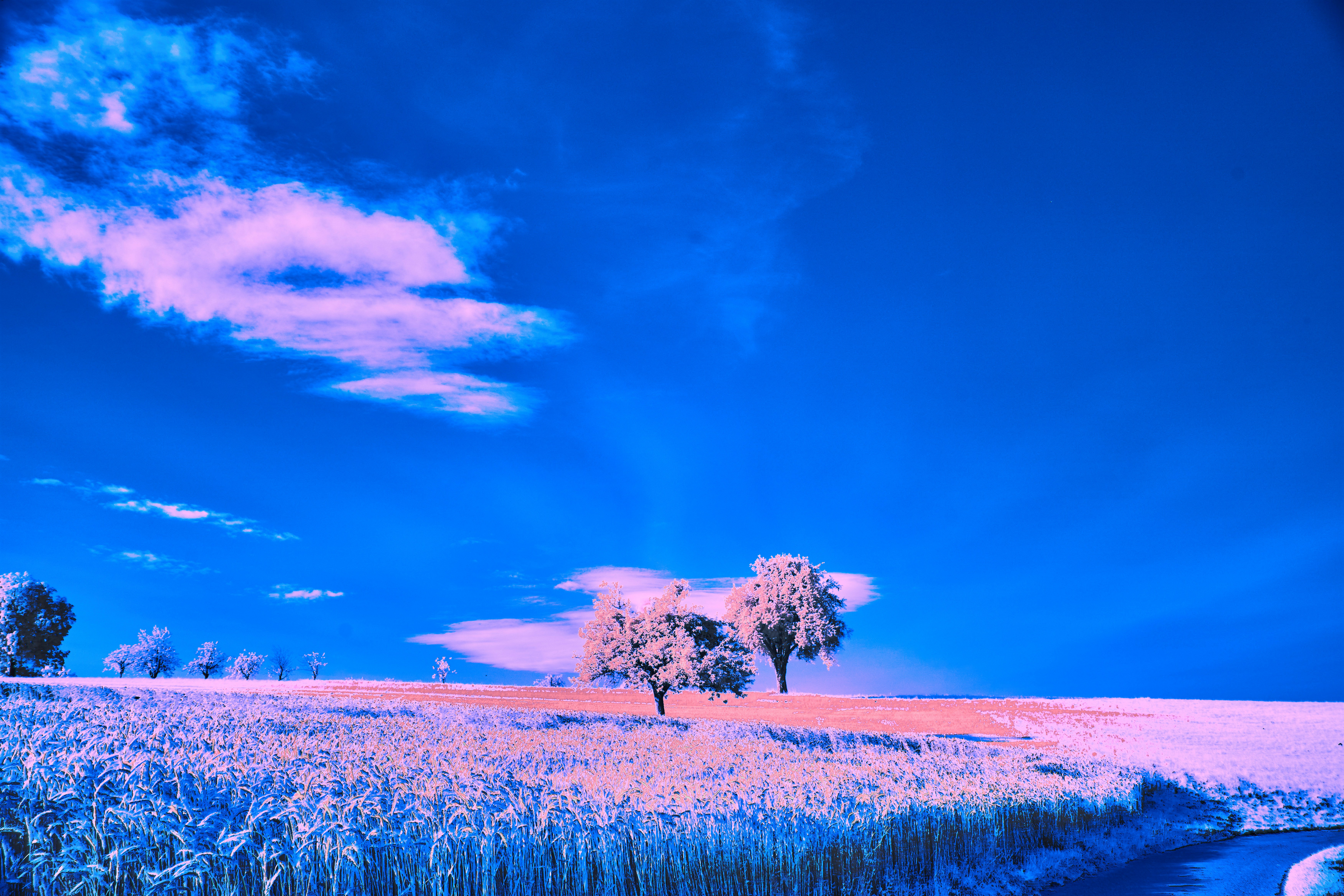 Photo by wolfgang_hasselmann