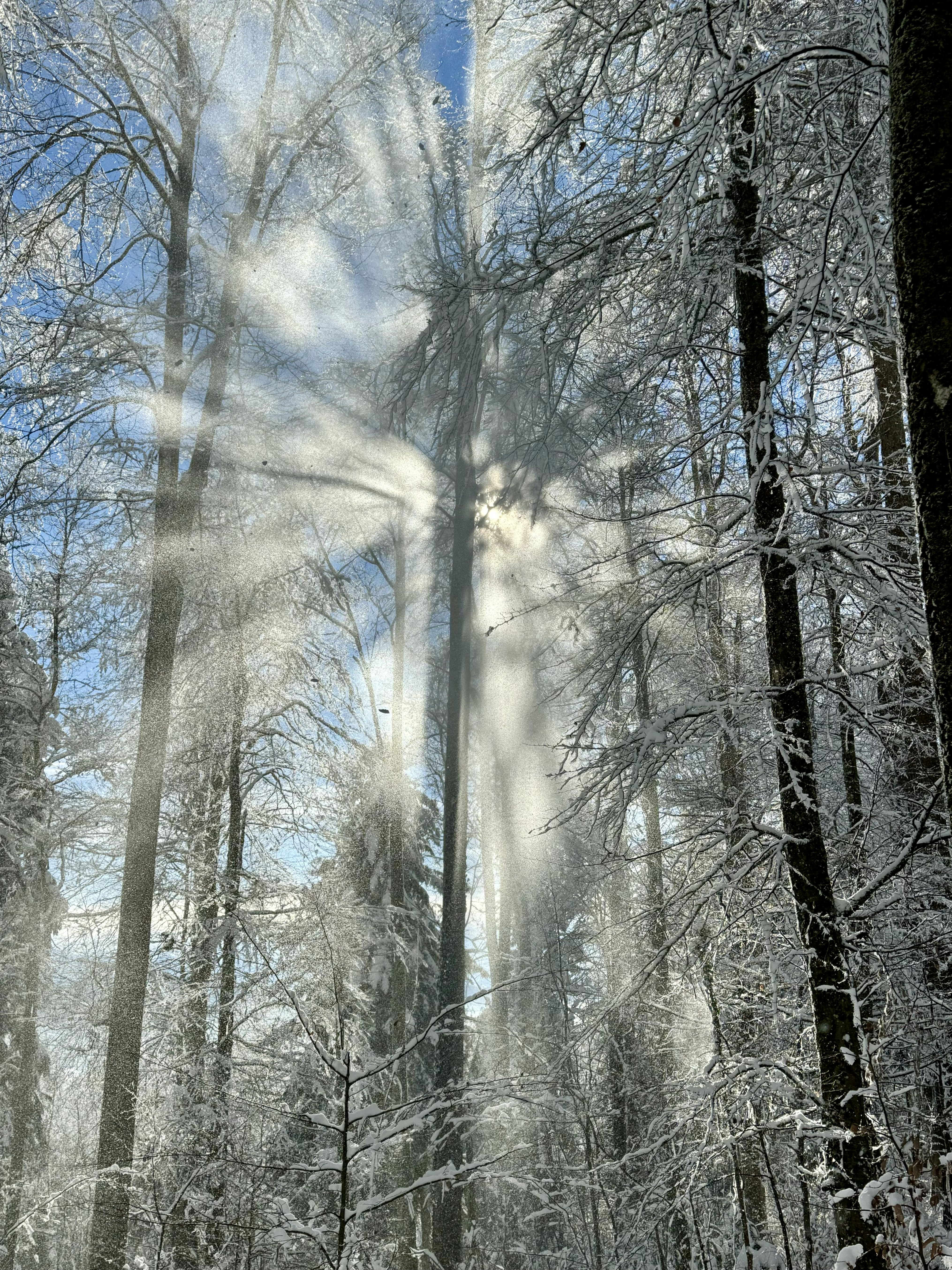 A snow covered forest filled with lots of trees photo – Free Forest ...