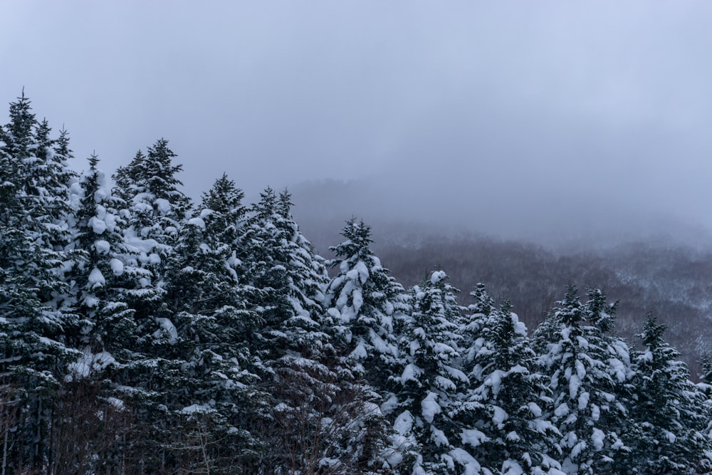 a group of pine trees covered in snow