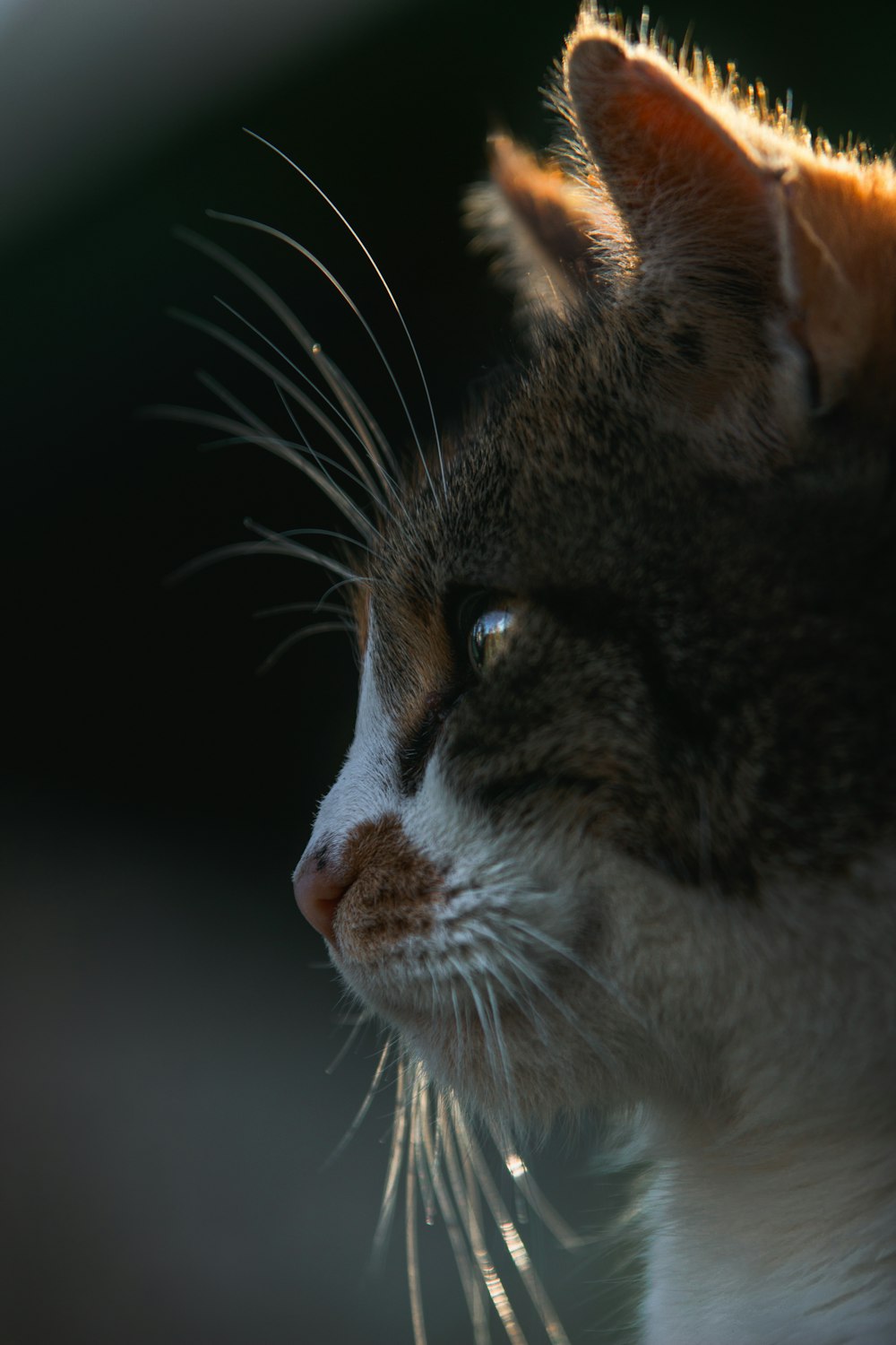 un primo piano di un gatto con uno sfondo sfocato