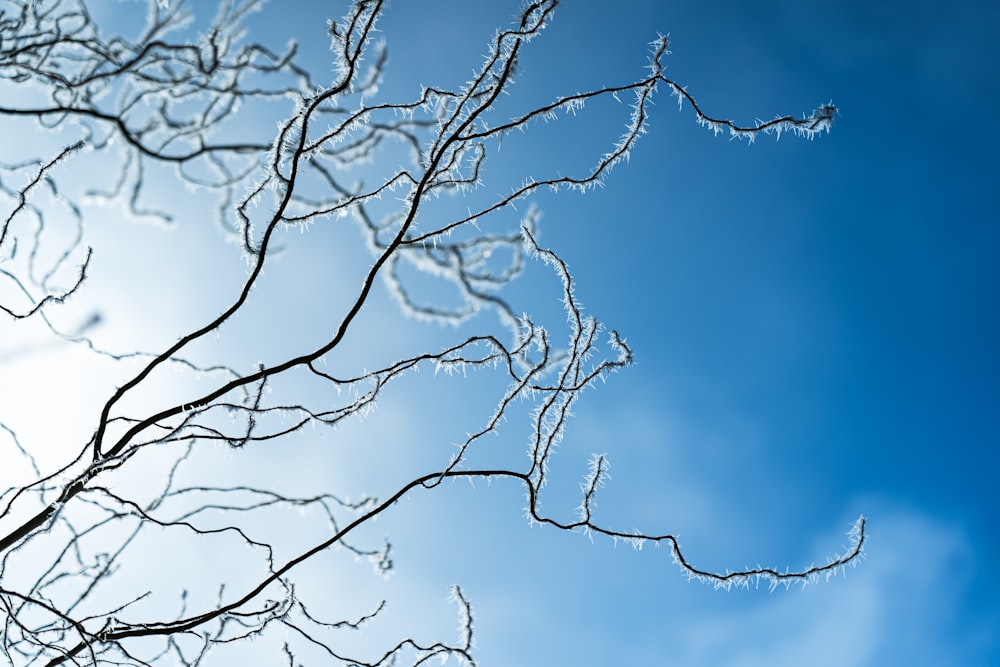 the branches of a tree against a blue sky