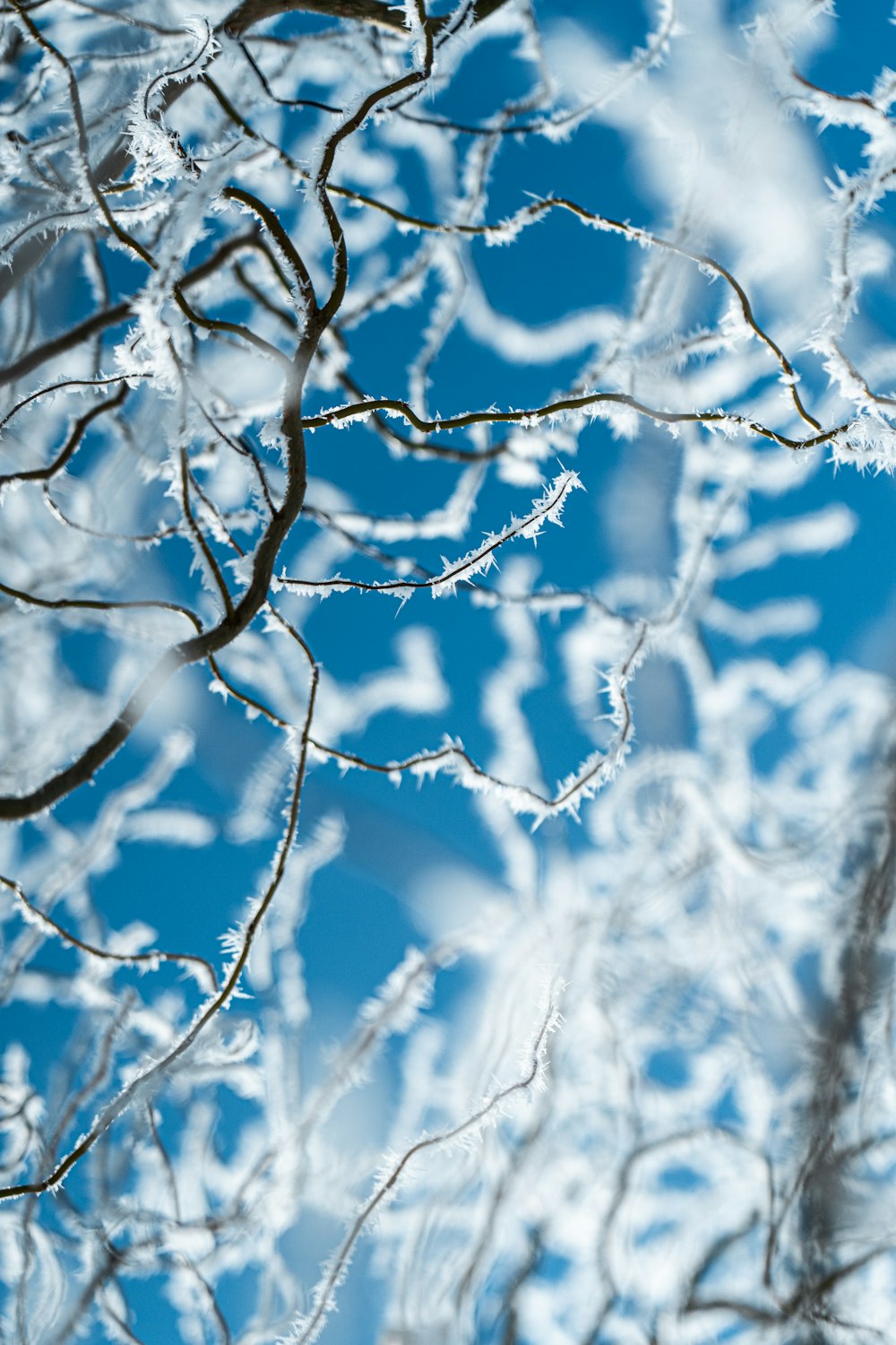i rami di un albero sono coperti di ghiaccio