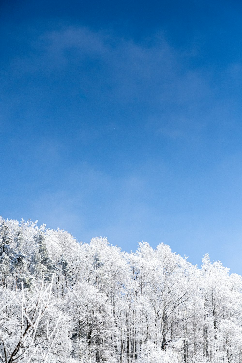 a group of people riding skis down a snow covered slope