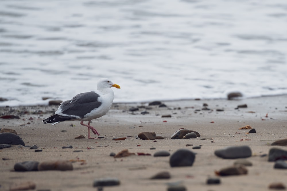 a seagull standing on a beach next to the ocean