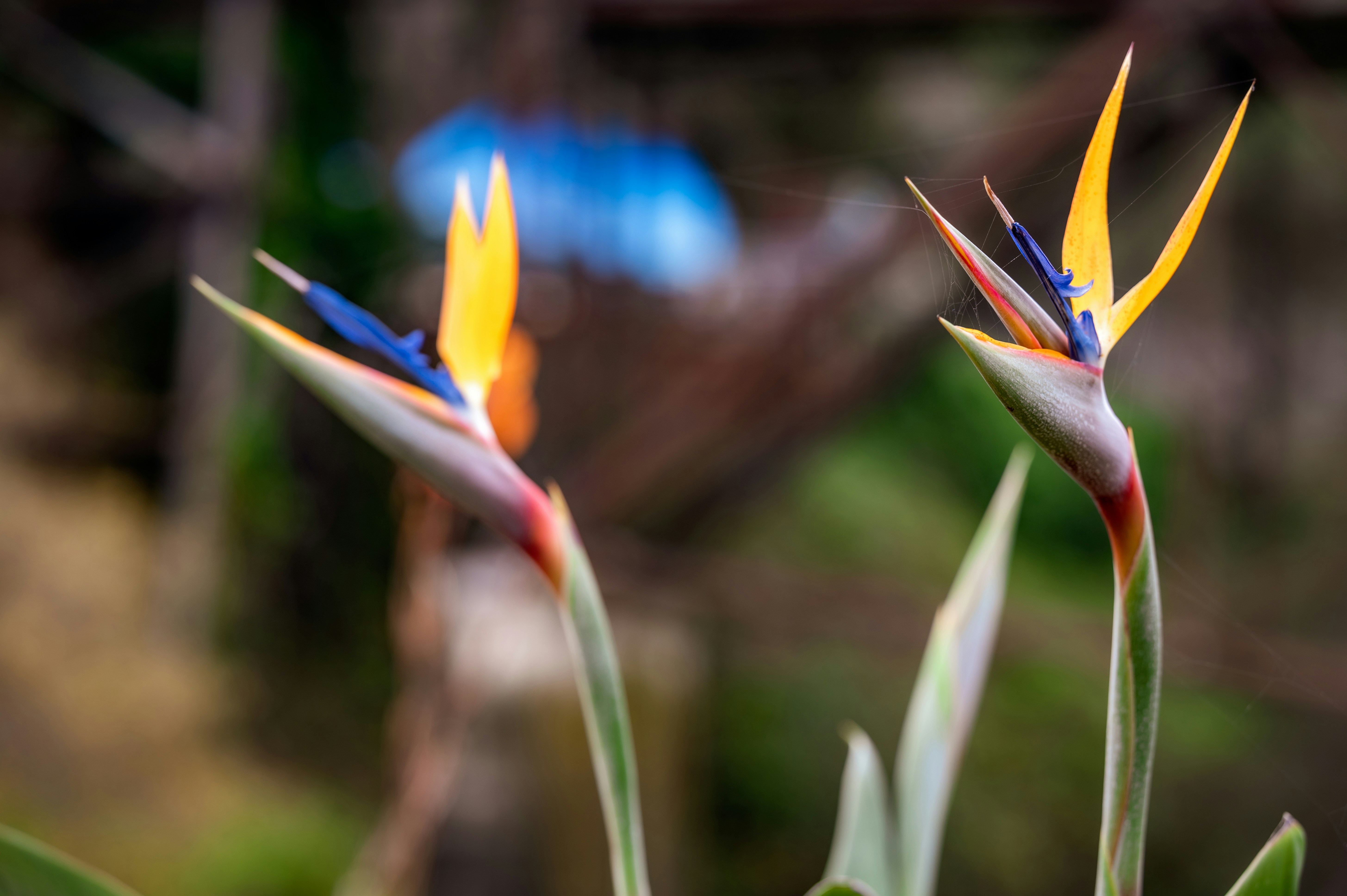 a close up of a flower with a blurry background