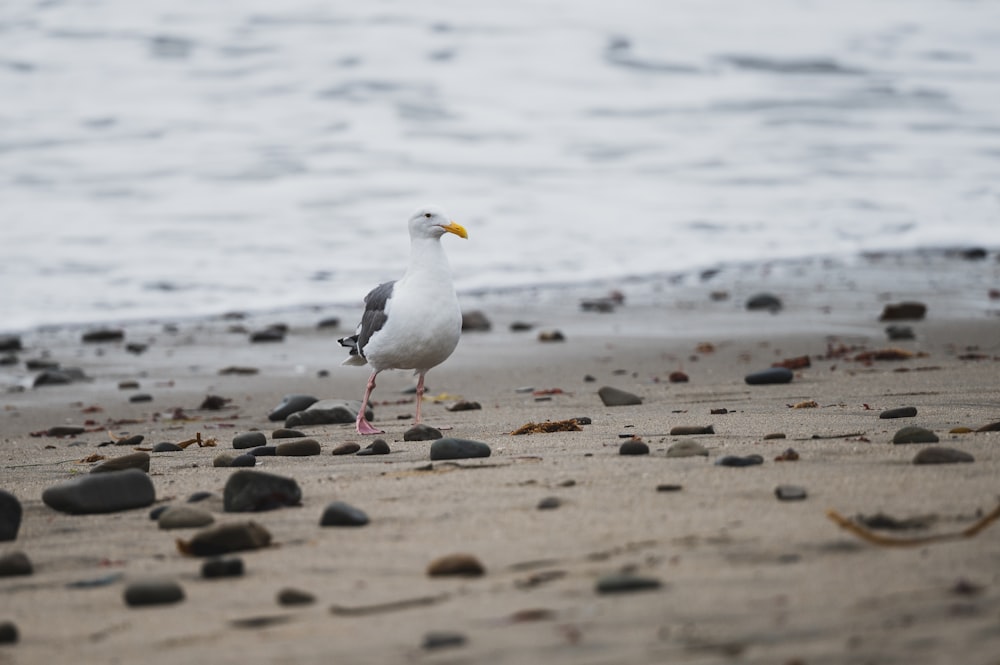 a seagull standing on a beach next to the ocean