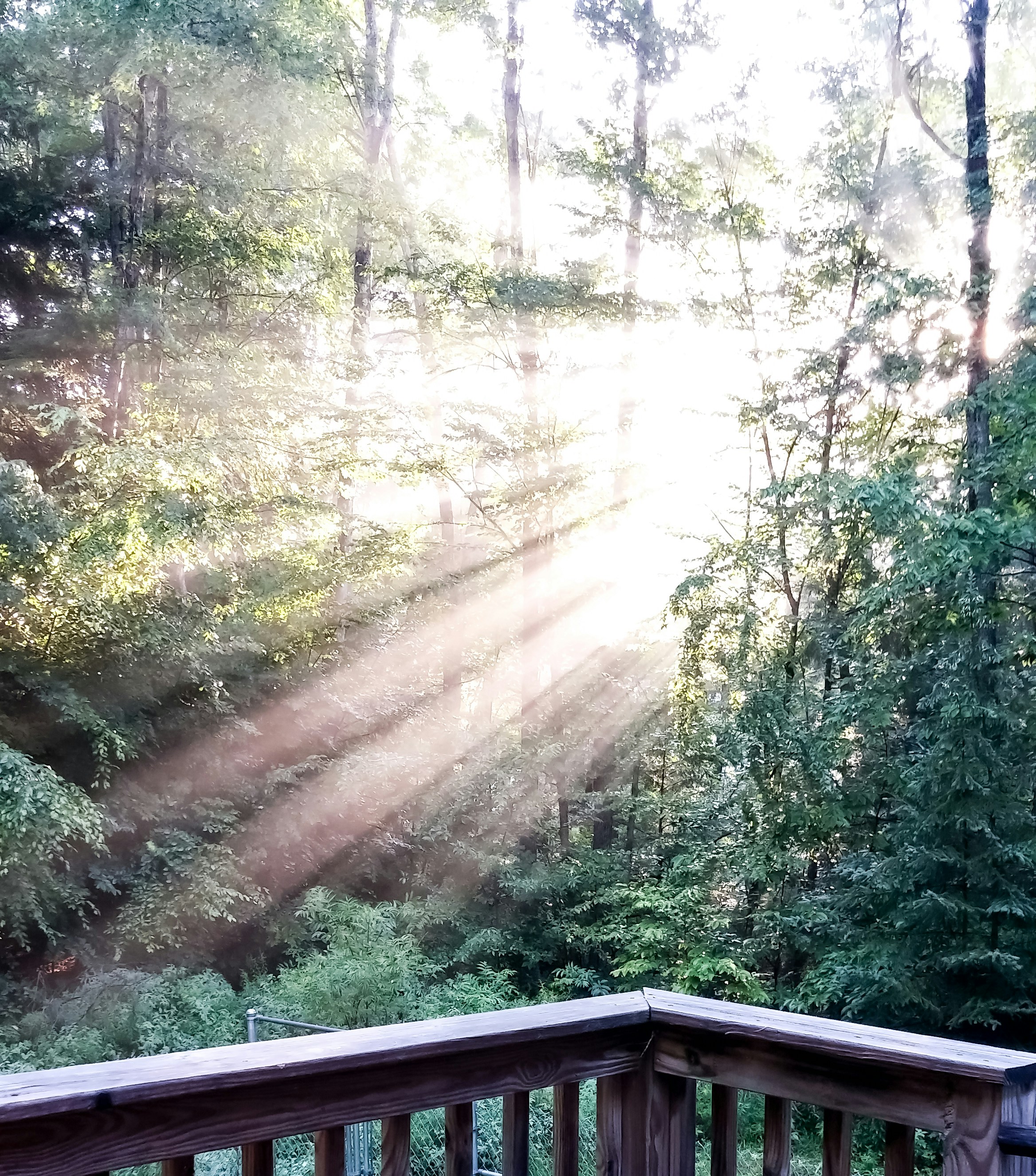 the sun shines through the trees in the woods