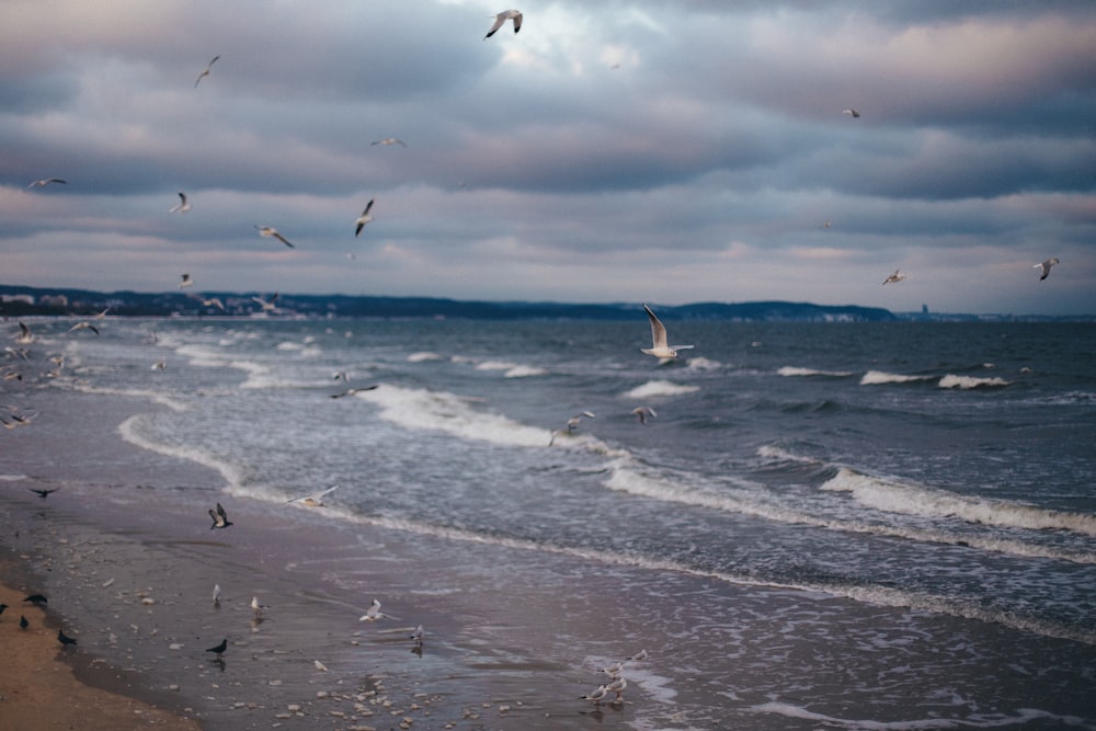 a flock of seagulls flying over the ocean