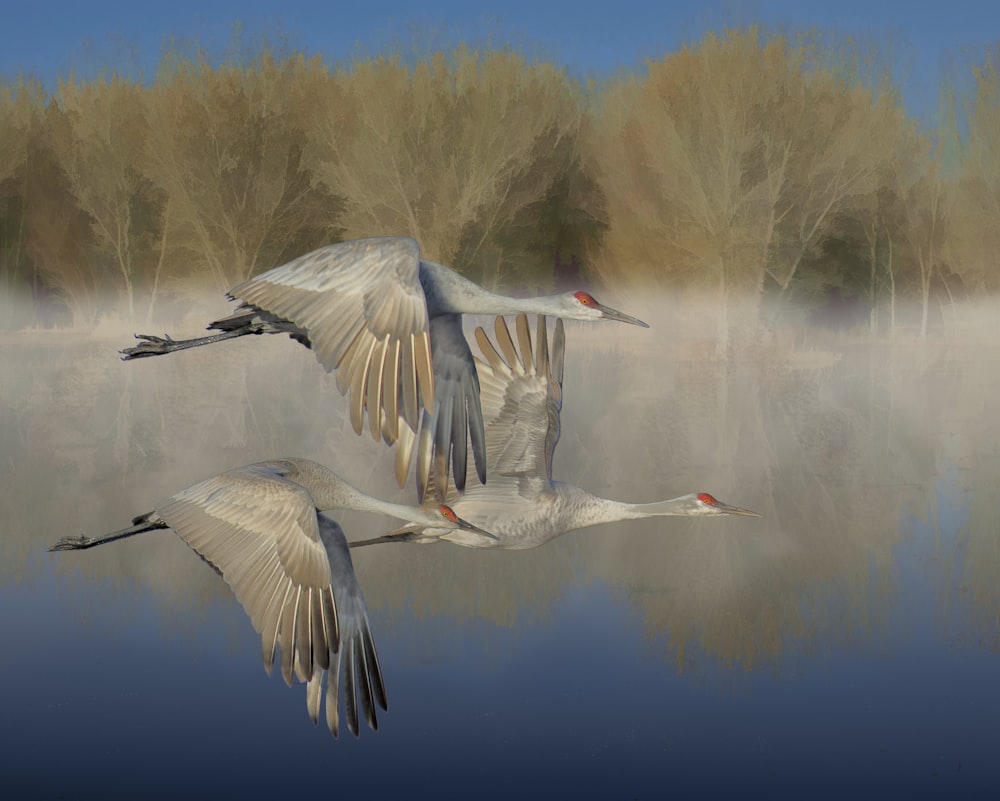 two birds flying over a body of water