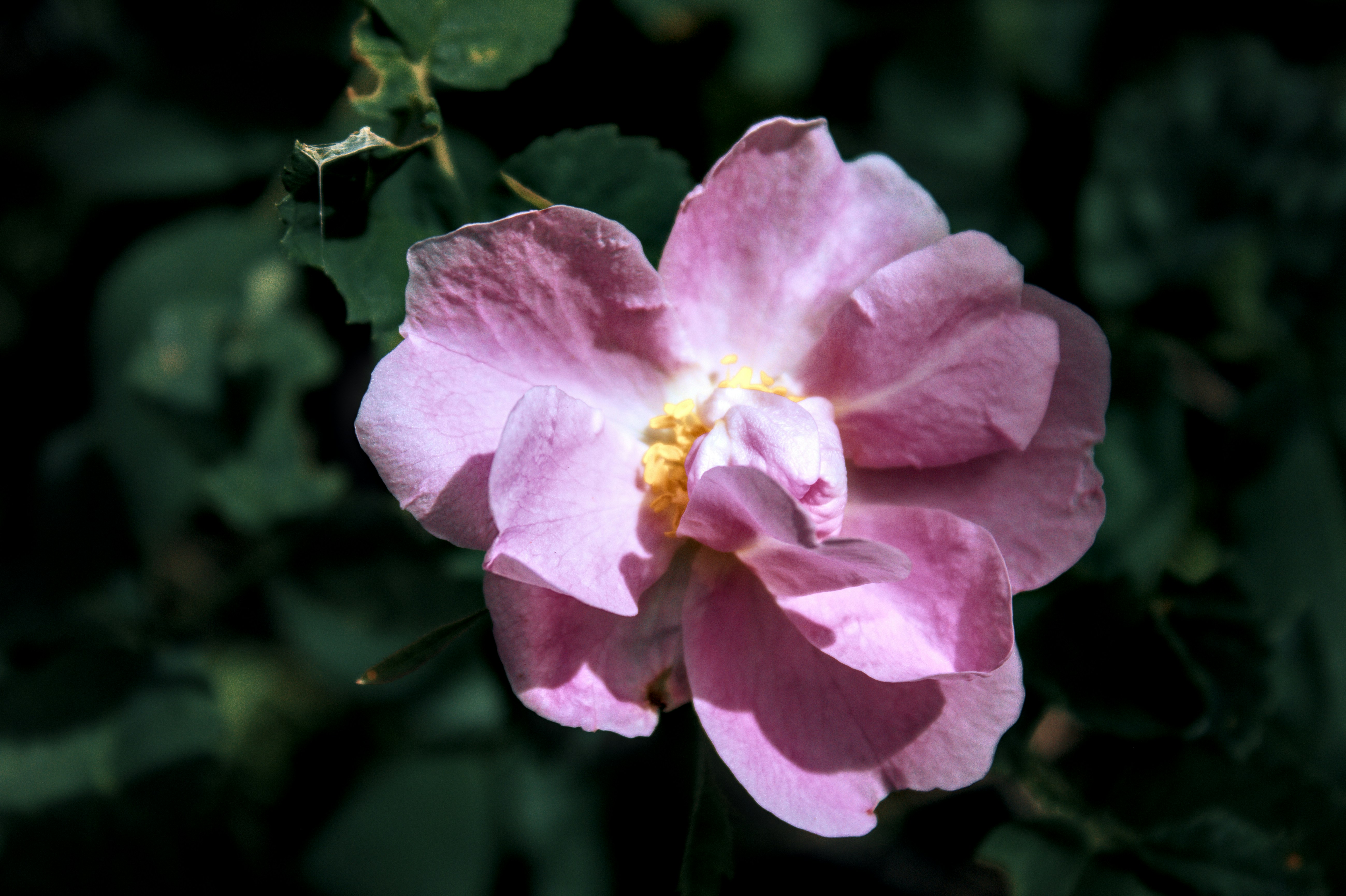 Photo by dcanadianphotographer