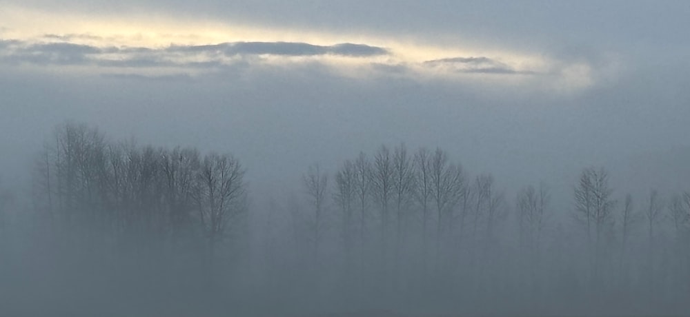 遠くに木々が生い茂る霧原
