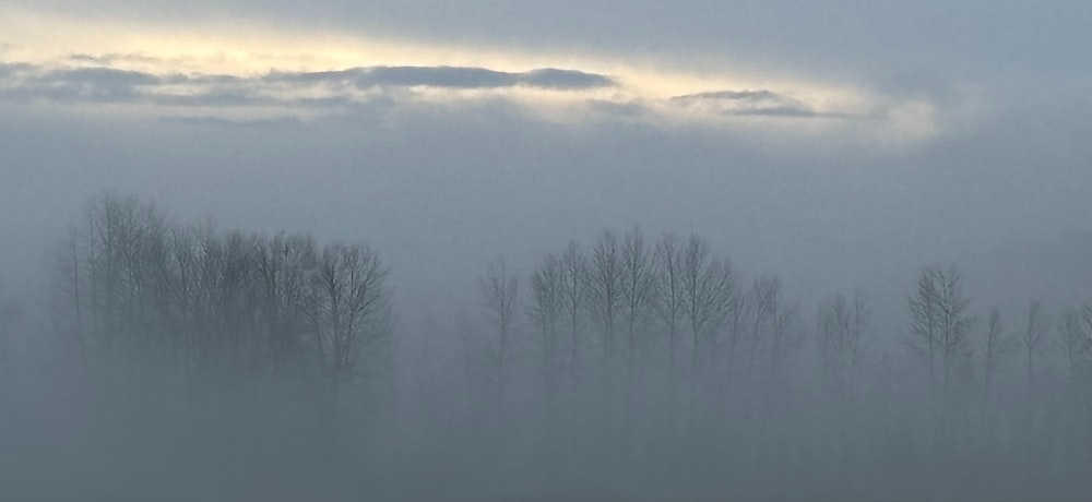 a foggy field with trees in the distance