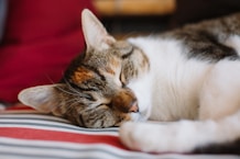 a close up of a cat sleeping on a bed