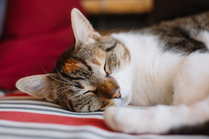 a close up of a cat sleeping on a bed