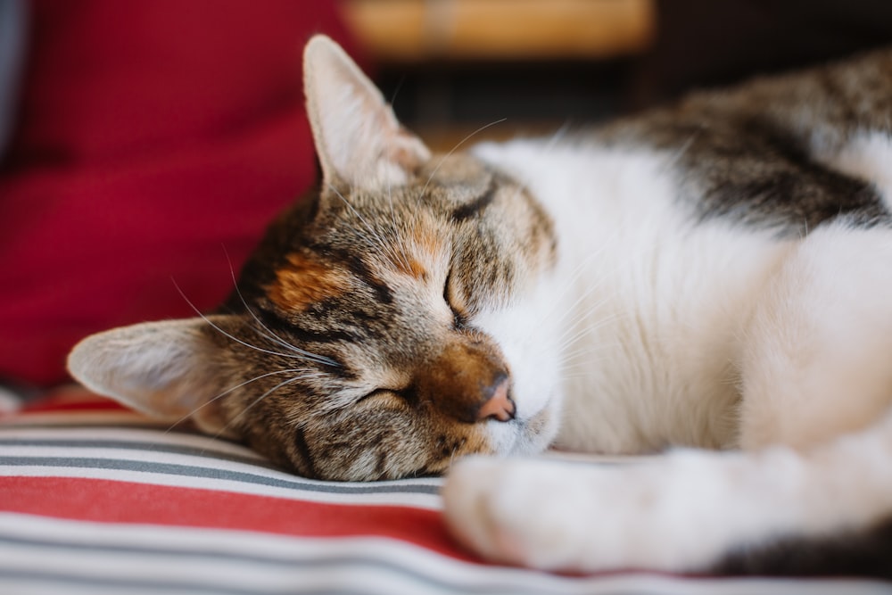 a close up of a cat sleeping on a bed