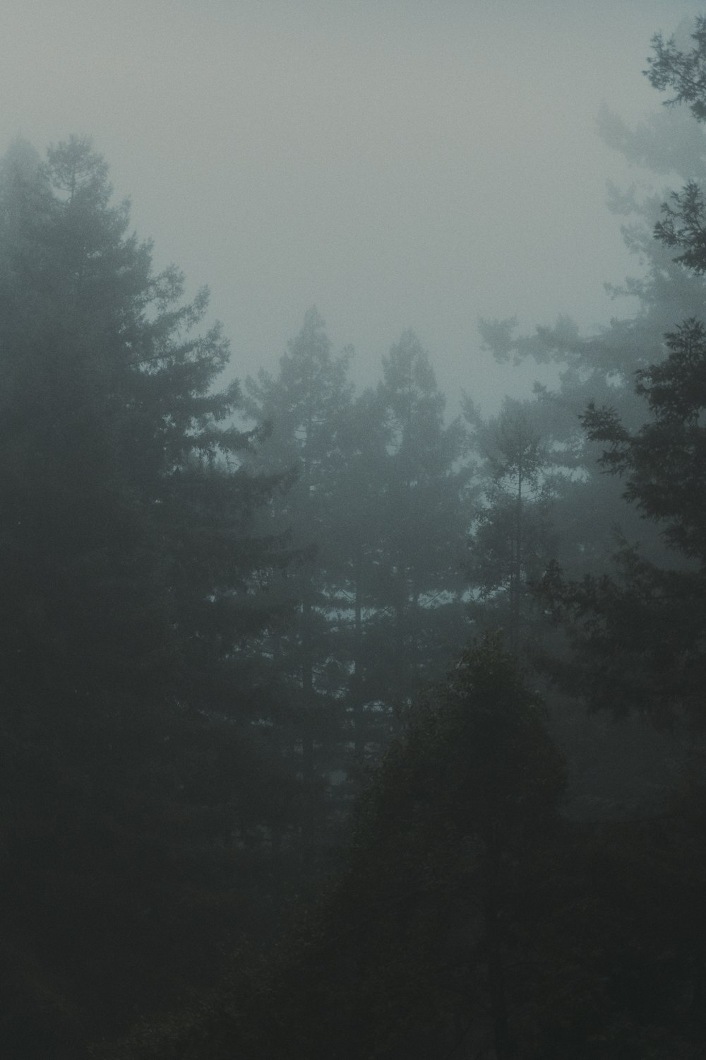 a black and white photo of a foggy forest