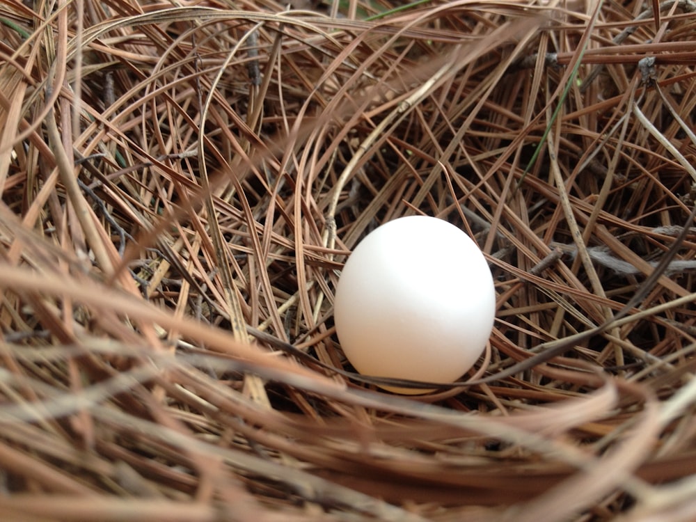 a white egg sitting in a nest of brown twigs