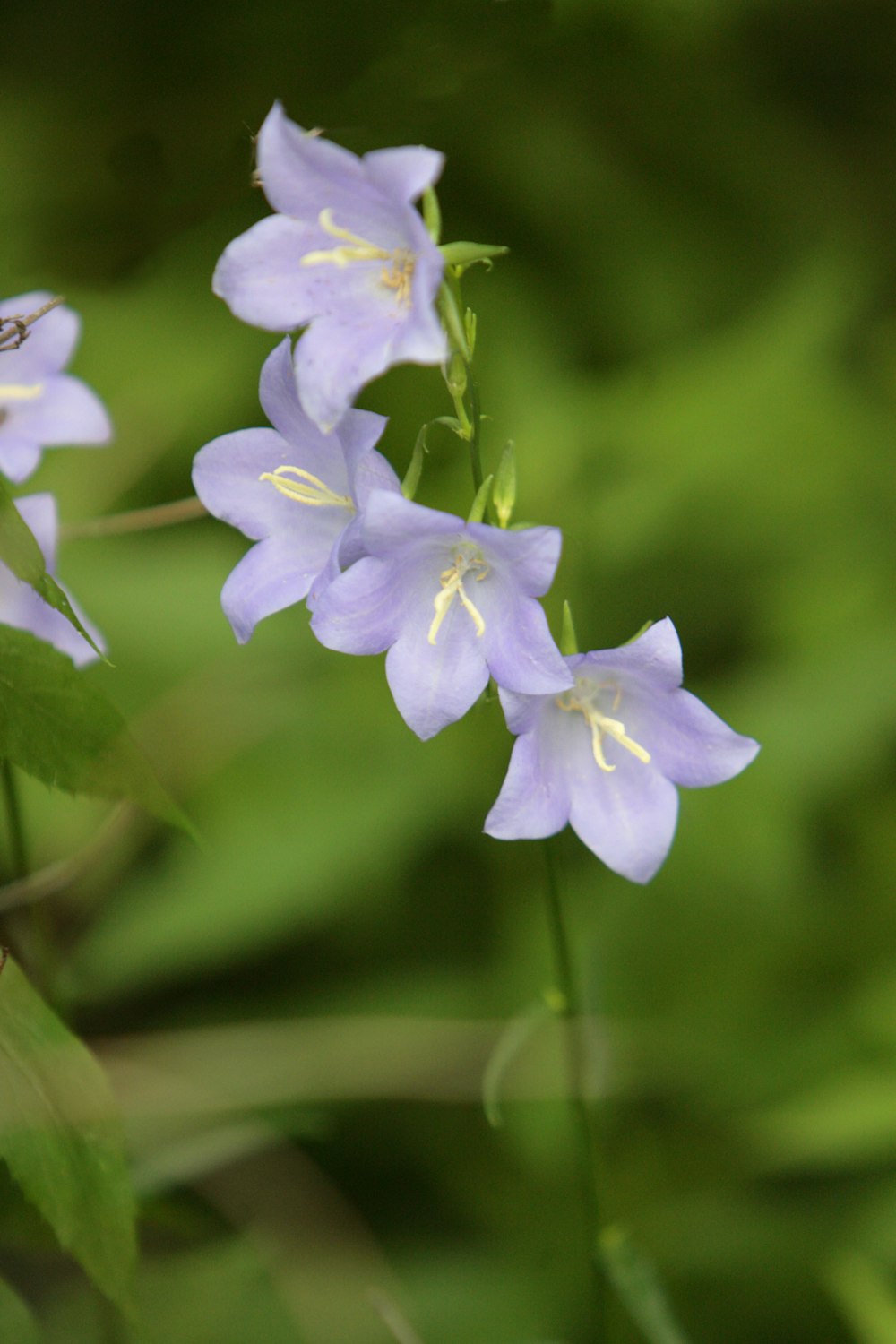 a group of purple flowers sitting on top of a lush green field