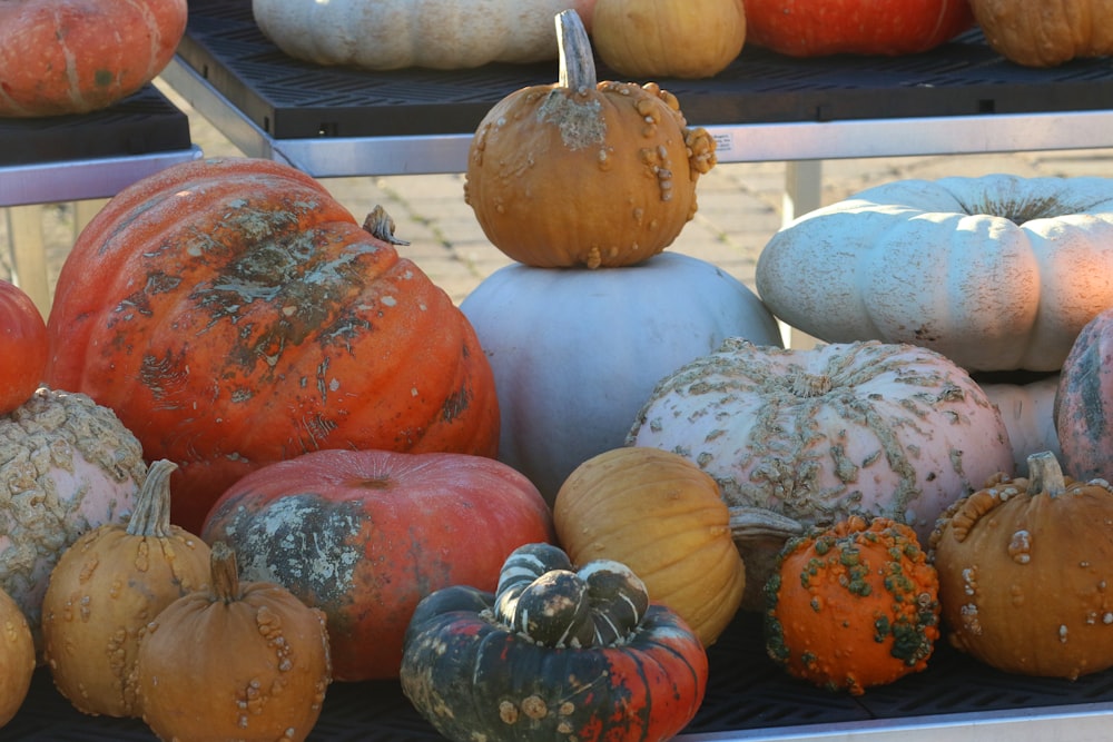 a display case filled with lots of different colored pumpkins