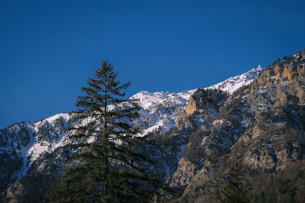 a snow covered mountain with a pine tree in the foreground