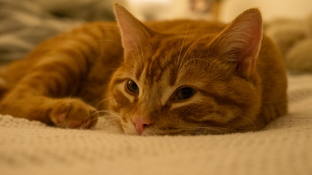 a close up of a cat laying on a bed