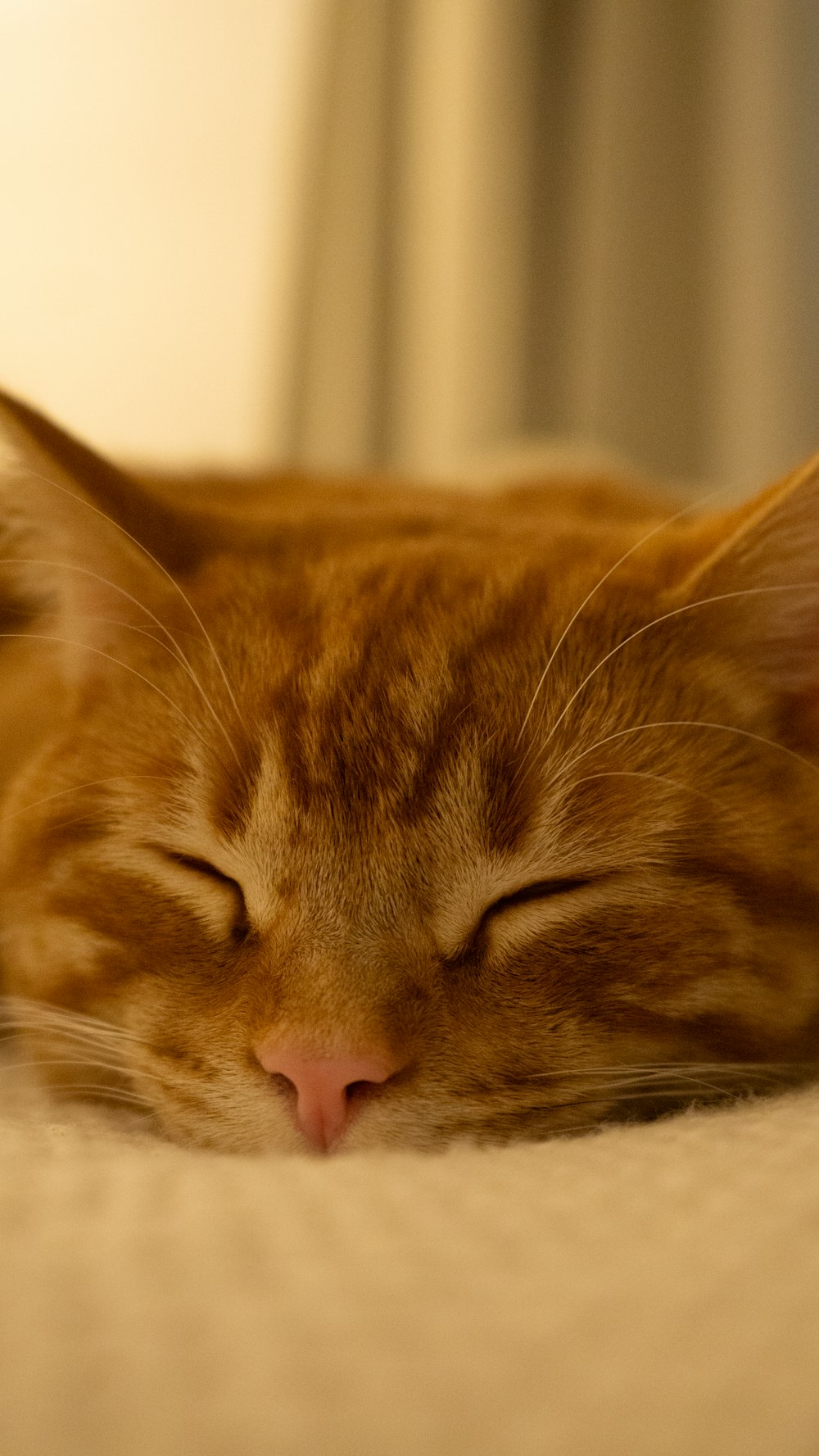 um close up de um gato dormindo em uma cama